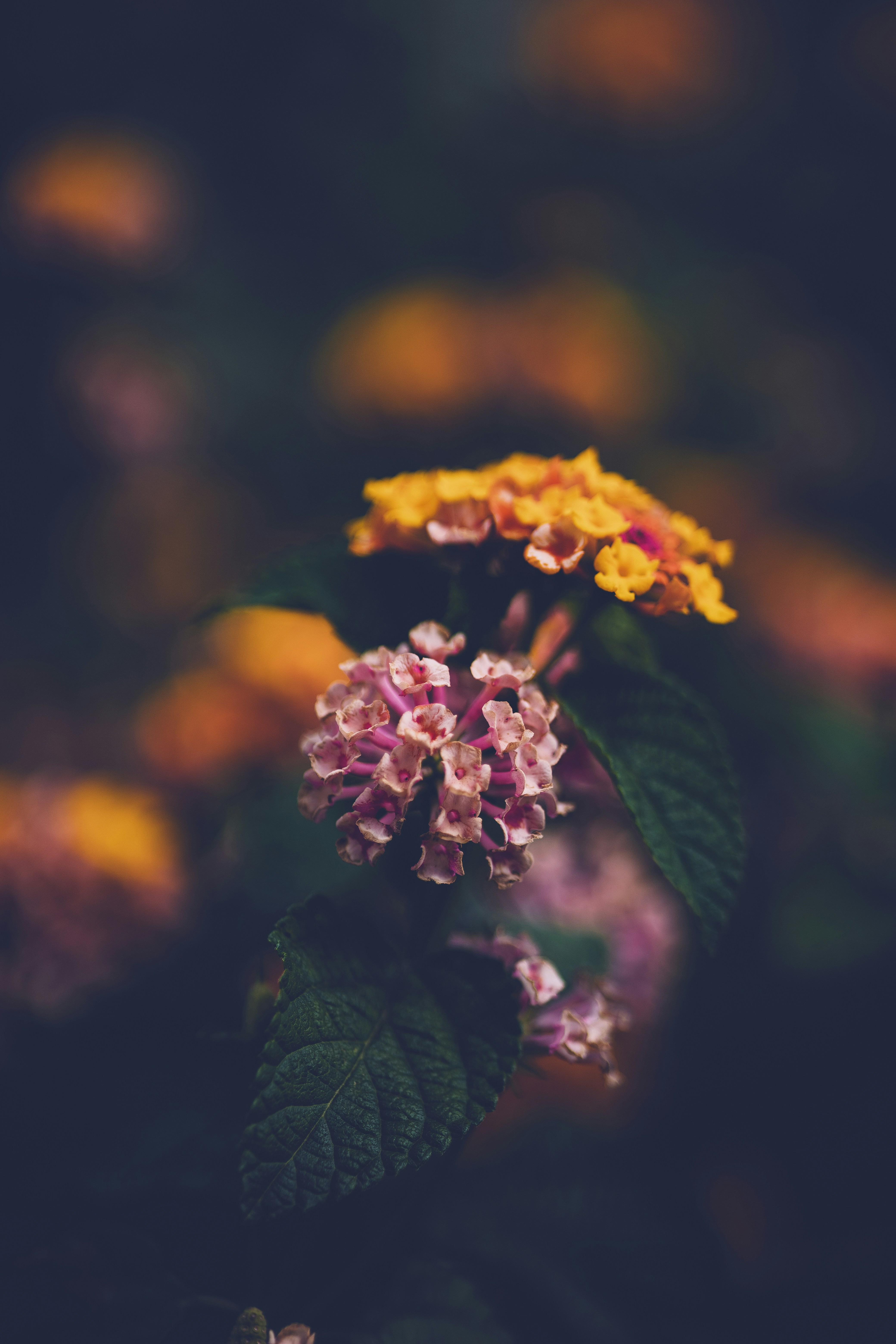 Photo by rrodriguesim