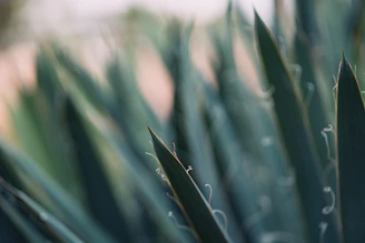 Close-up of agave plants with sharp leaves glowing under soft natural light