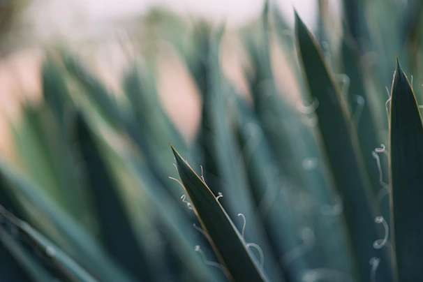 Close-up of agave plants with sharp leaves glowing under soft natural light