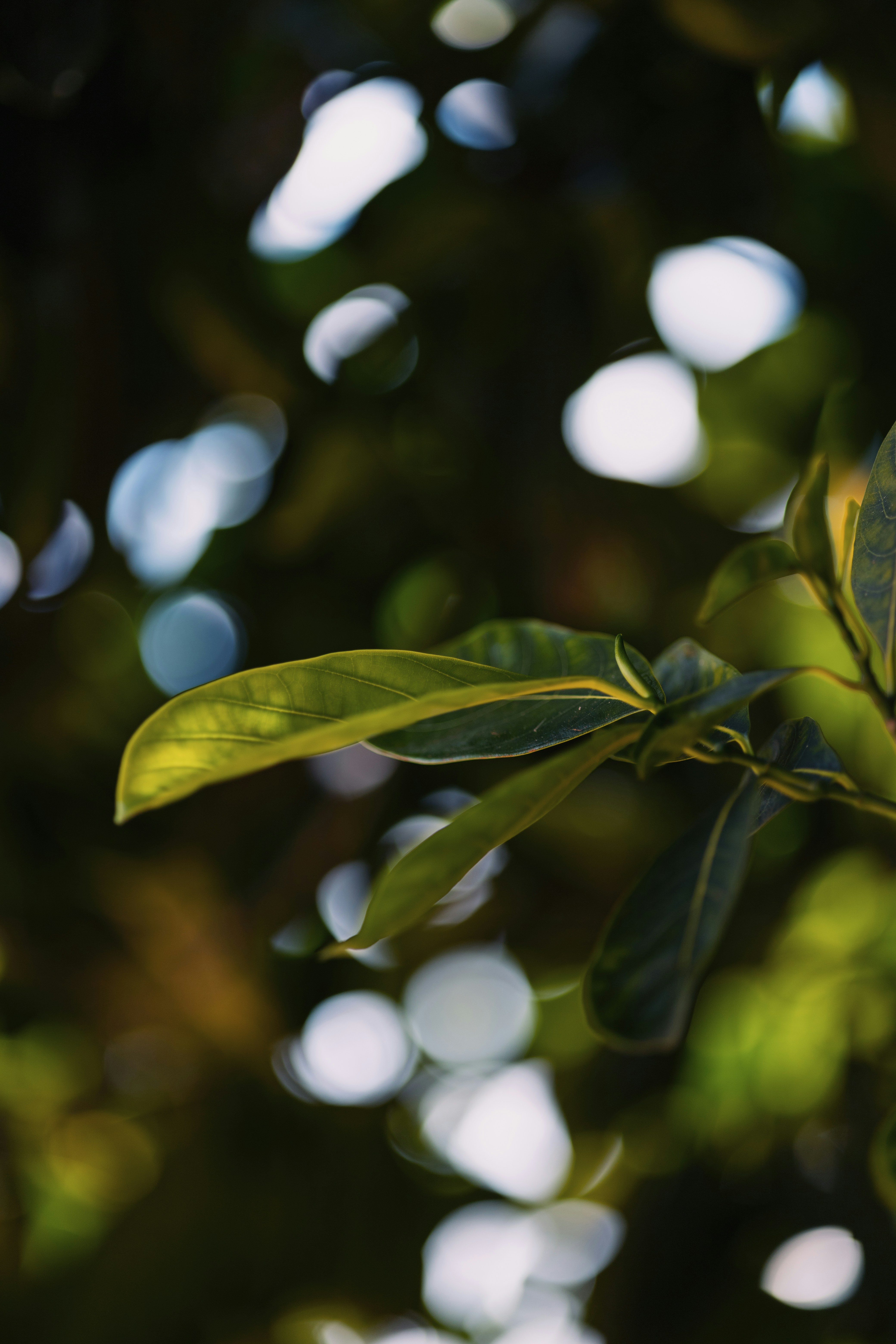 Photo by rrodriguesim