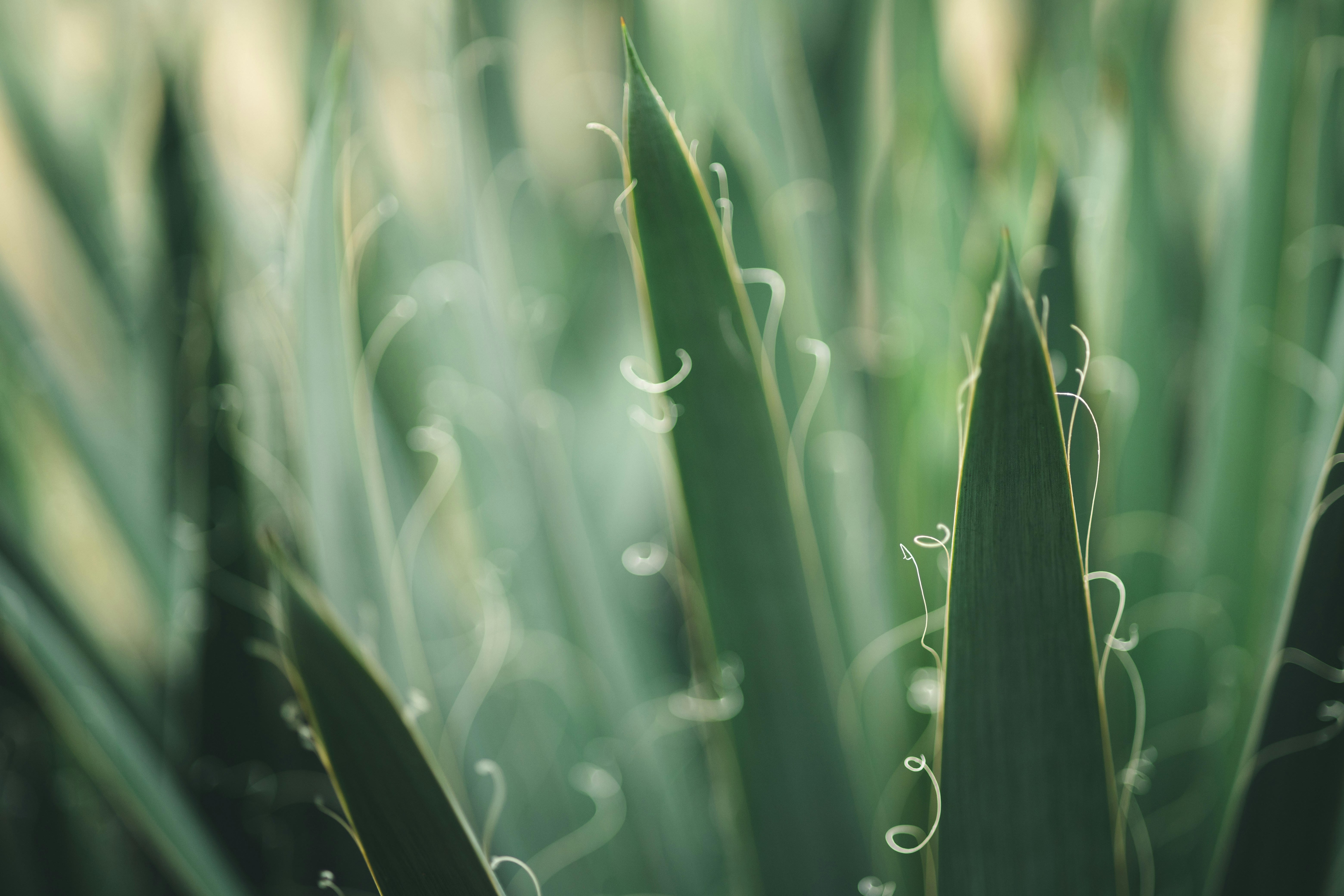 Photo by rrodriguesim