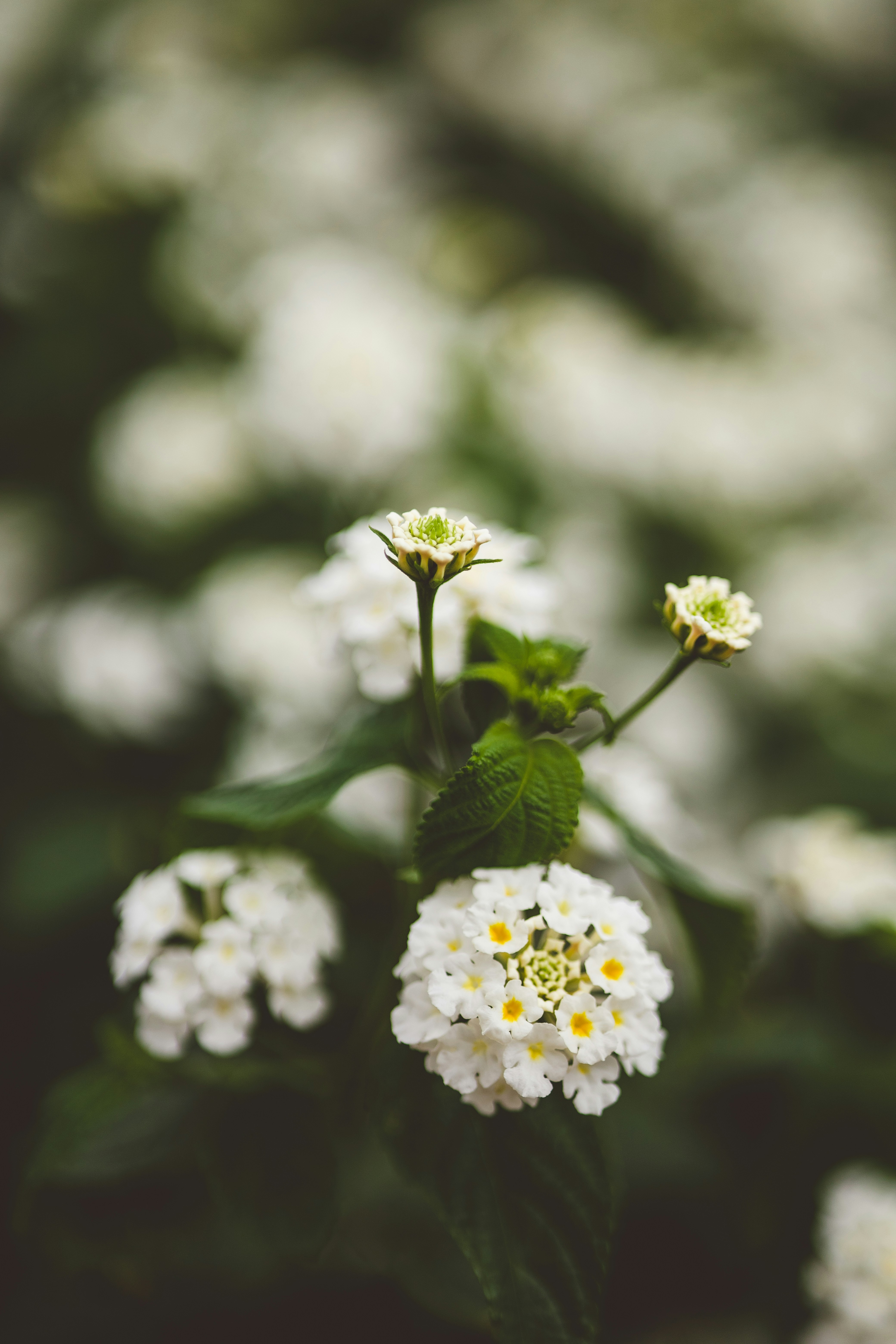 Photo by rrodriguesim