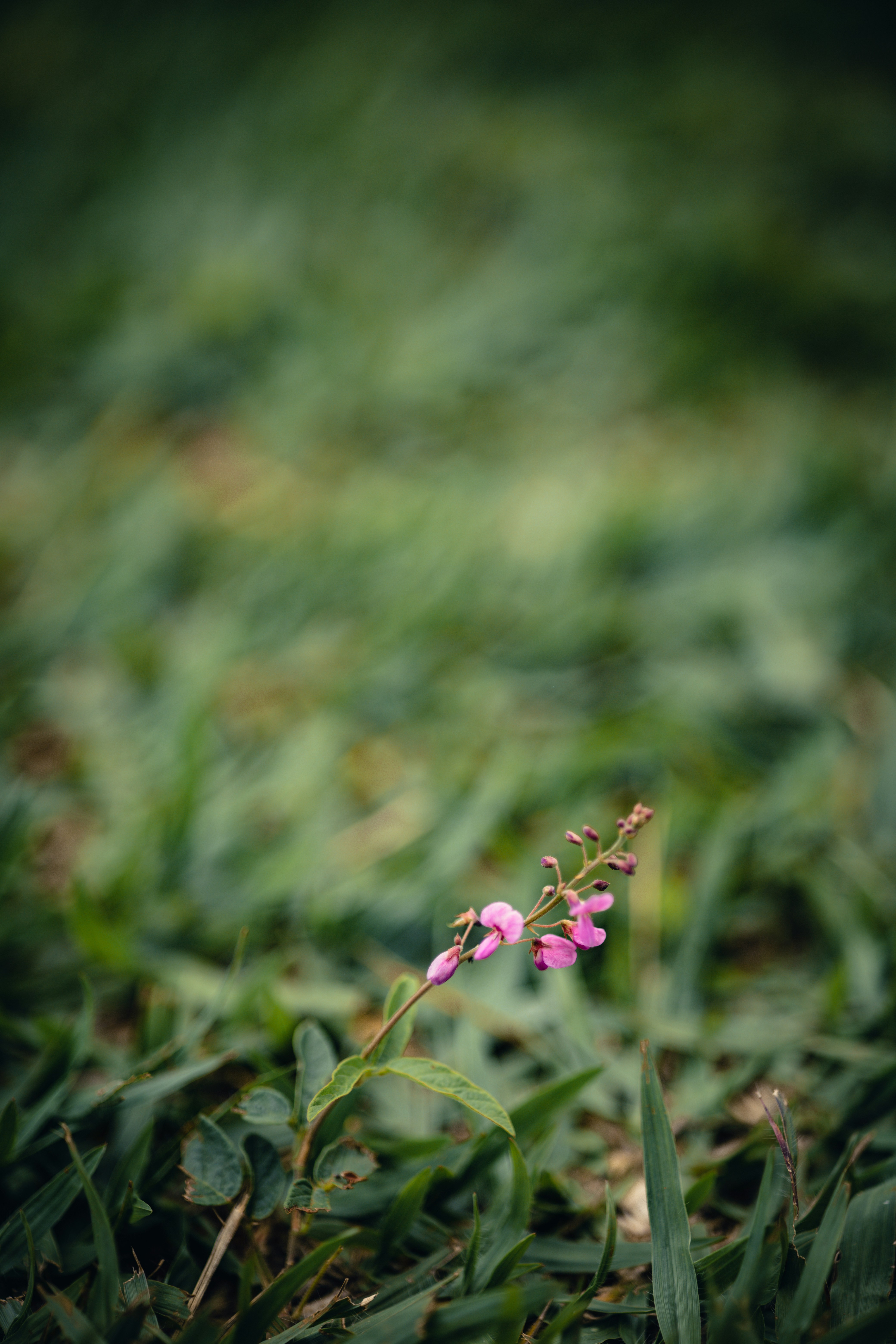 Photo by rrodriguesim