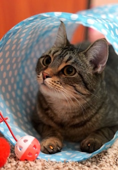 A tabby cat is lying inside a blue polka dot tunnel. The cat is looking attentively to the side and is surrounded by toys, including a red and white ball. The carpet is light brown, contributing to a cozy atmosphere.