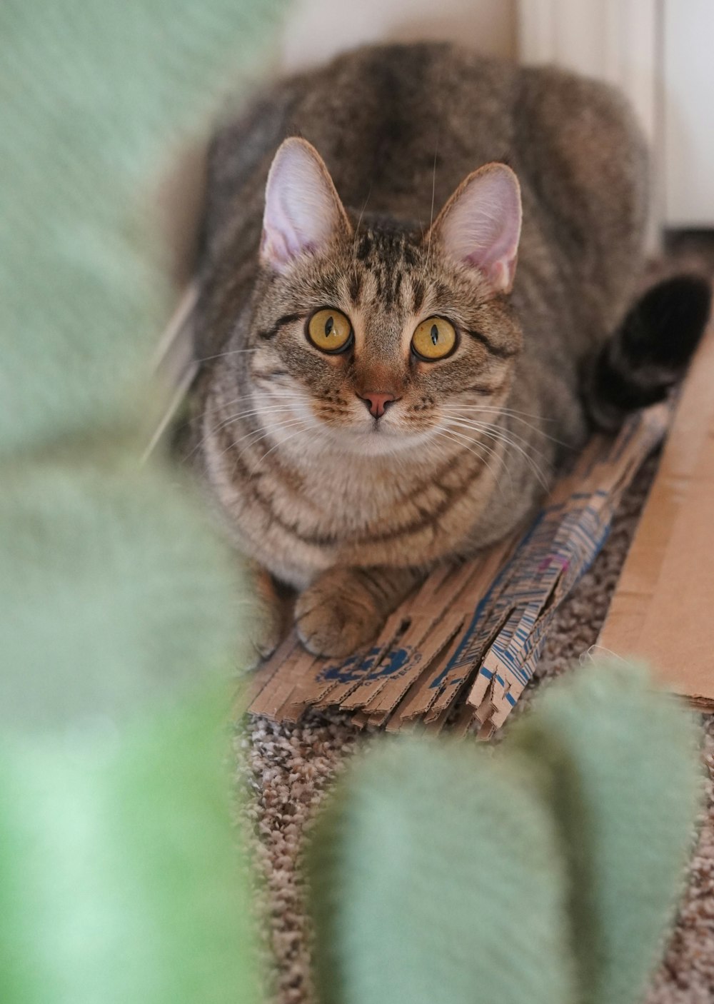 a cat sitting on the floor next to a plant