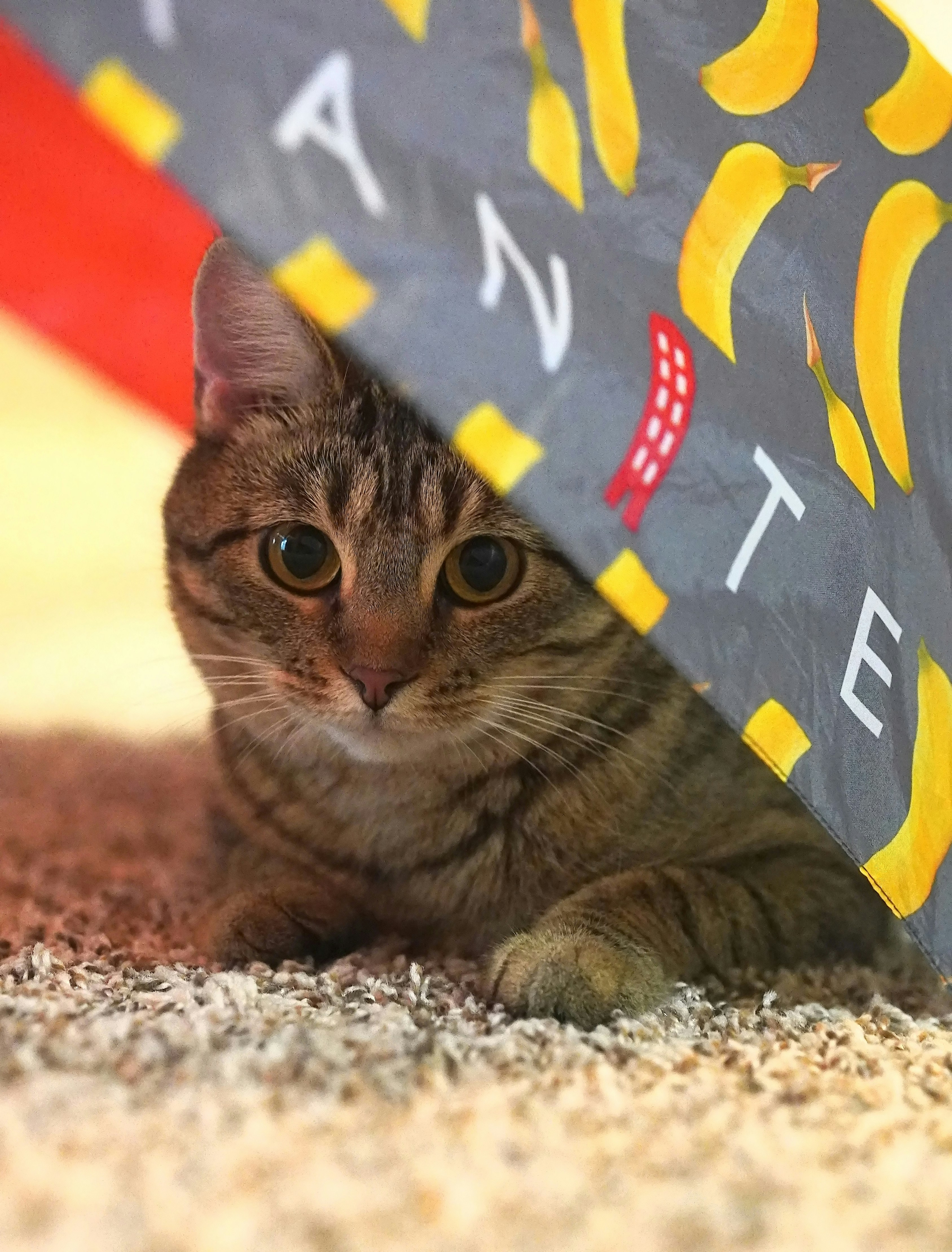 a cat laying on the floor with a banana umbrella