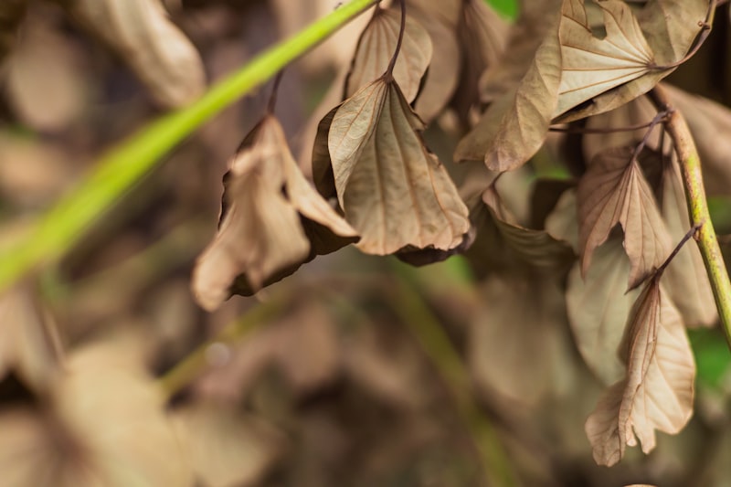 観葉植物の葉が黒い・しおれる原因チェック