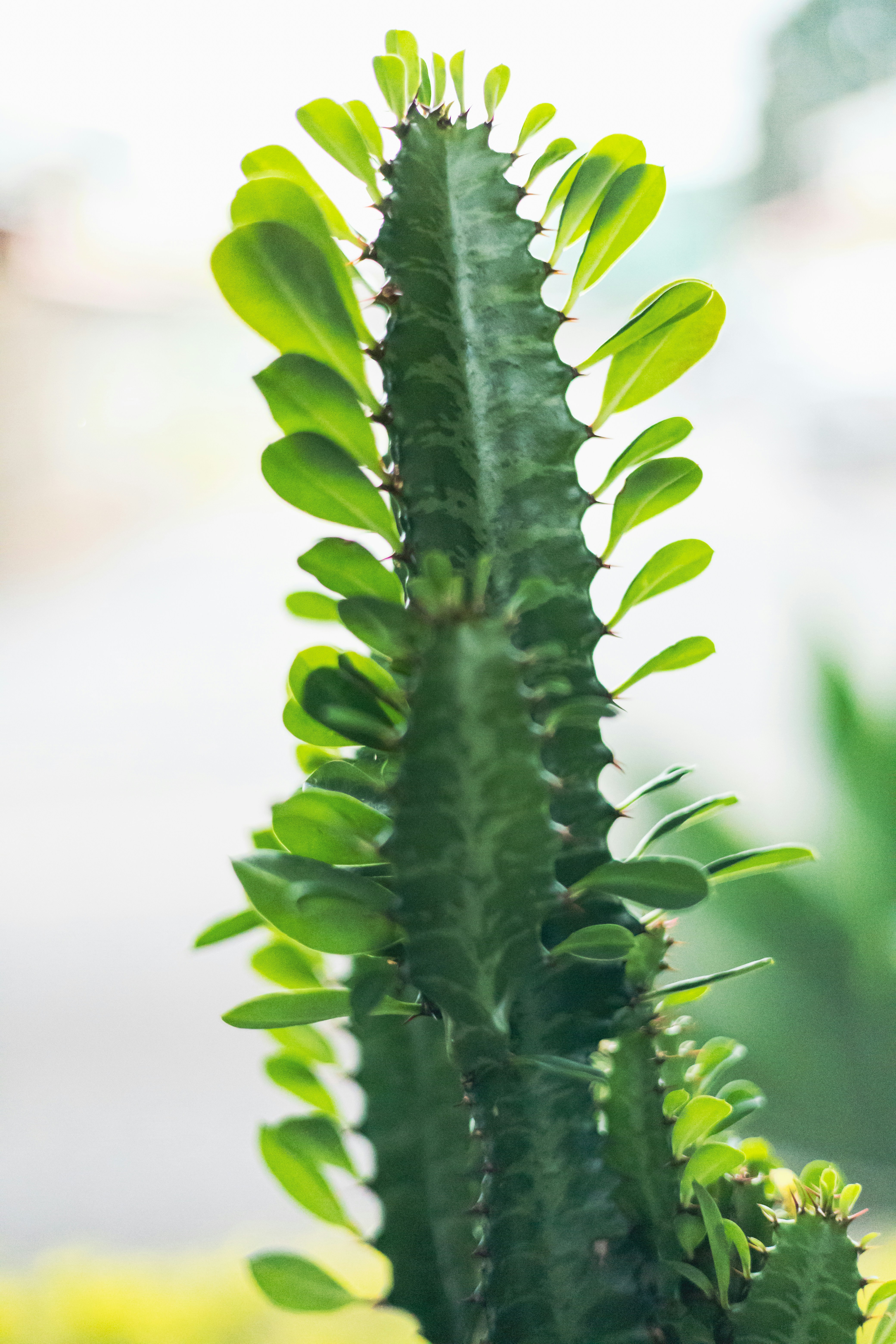 Photo by rrodriguesim