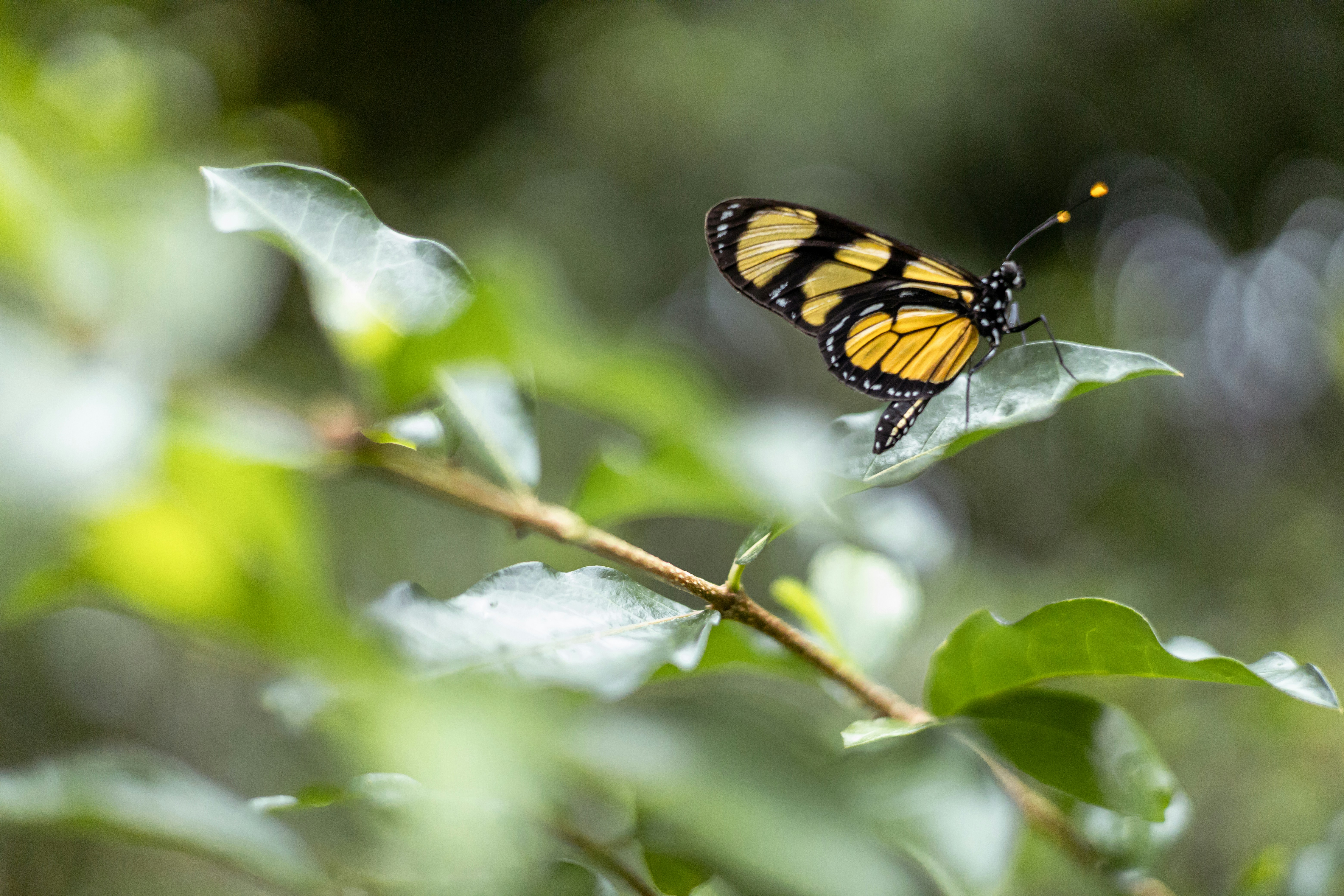 Photo by rrodriguesim