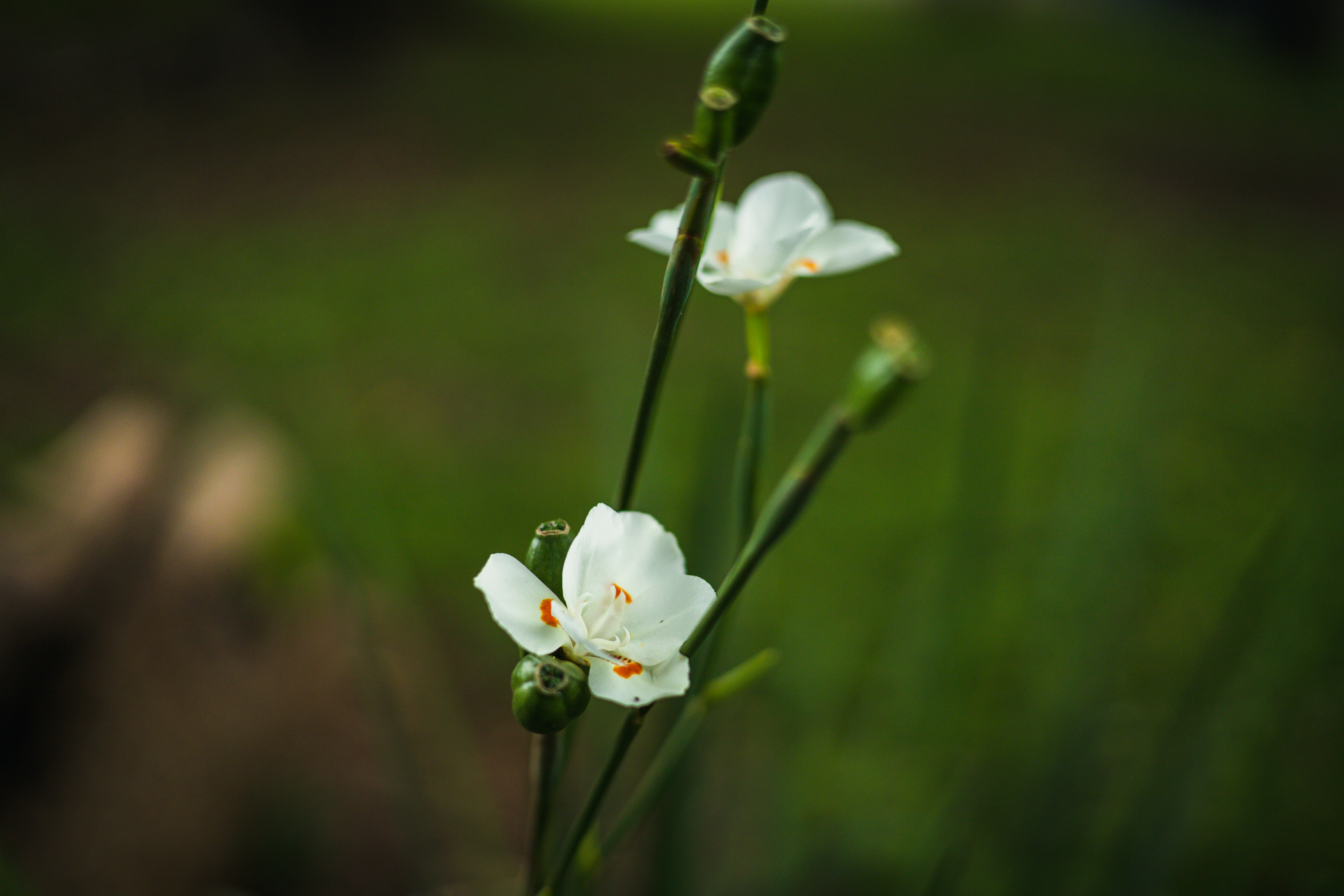 Photo by rrodriguesim