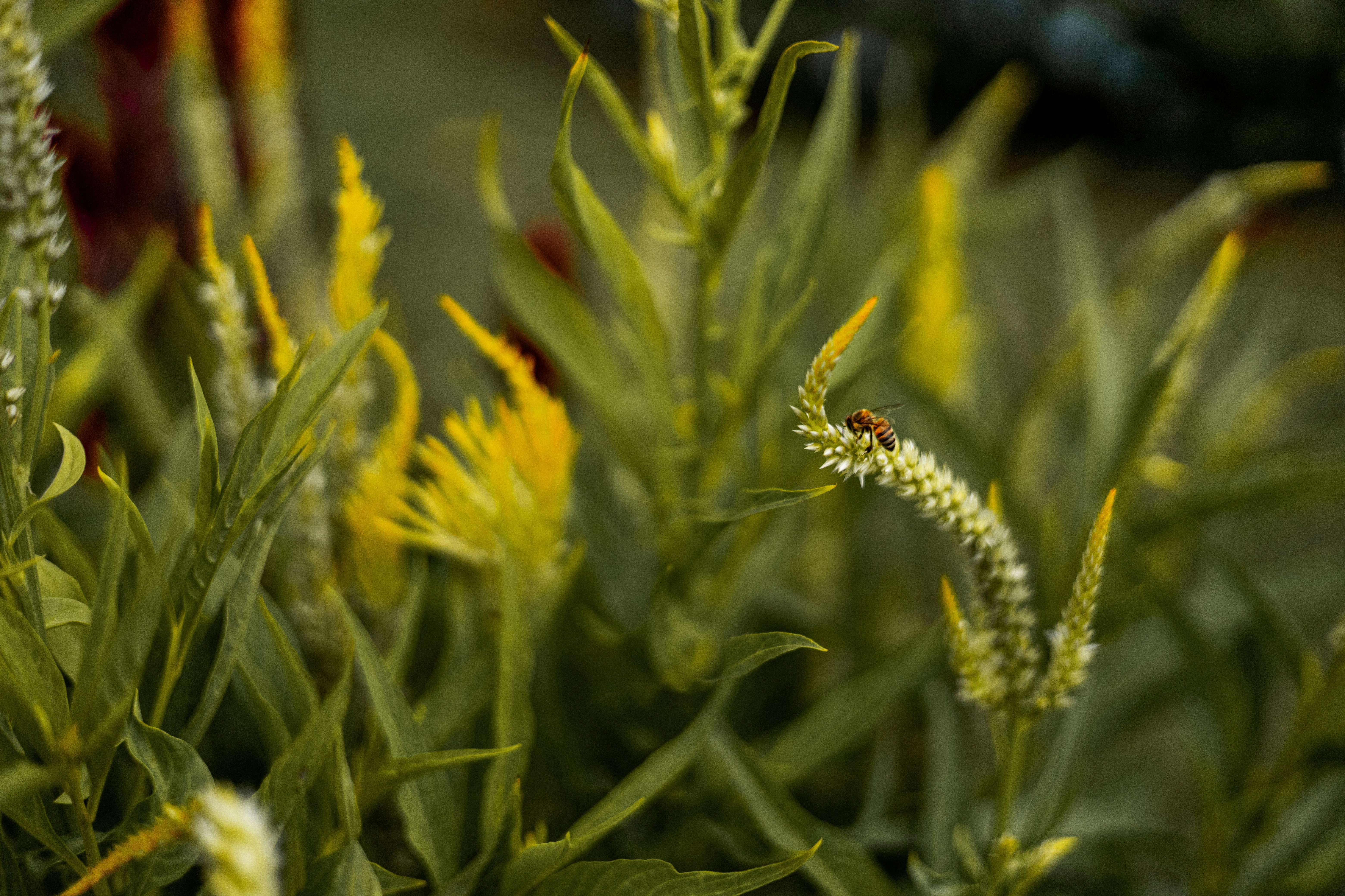 A bug sitting on top of a green plant photo – Free Flower Image on Unsplash