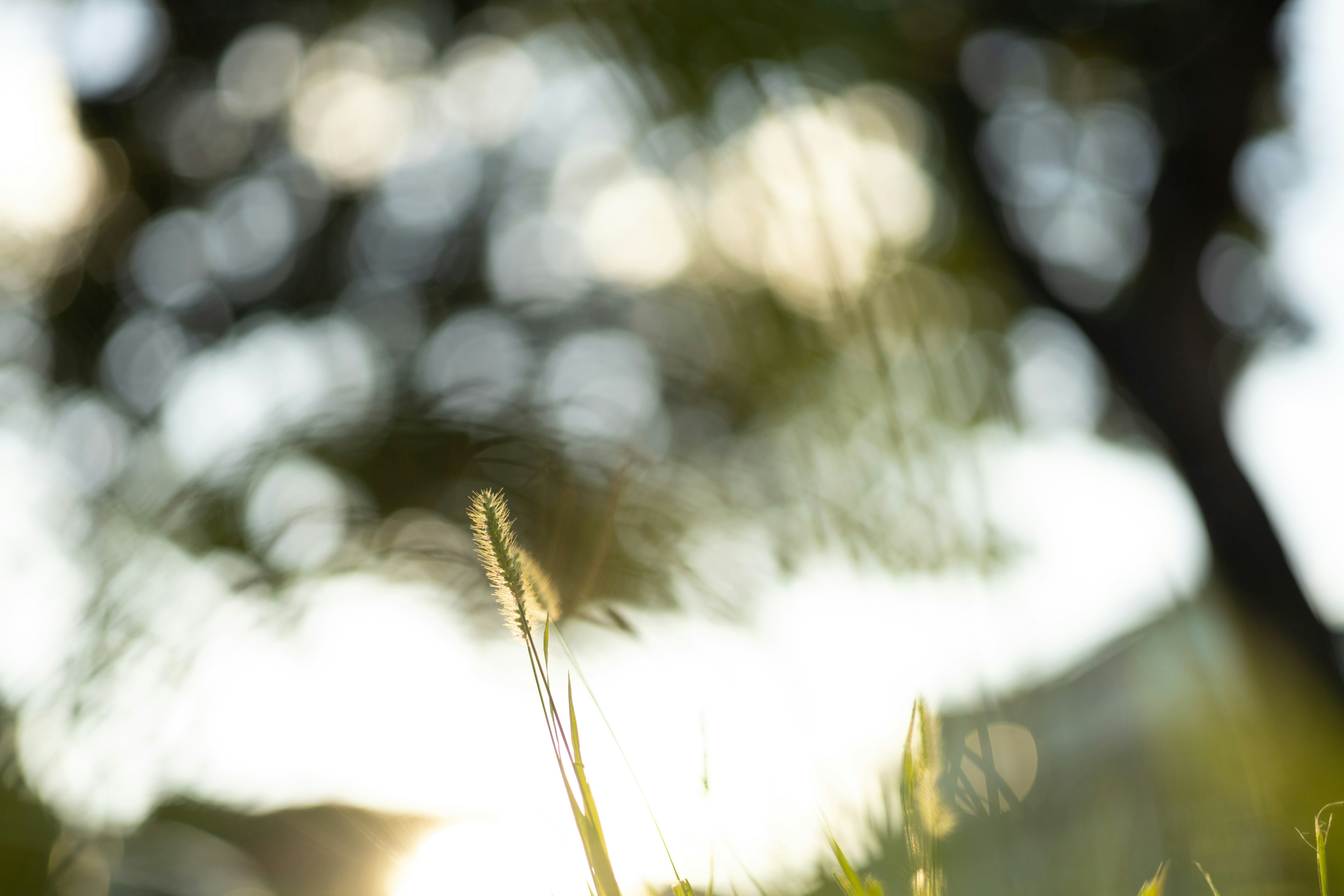 Photo by rrodriguesim