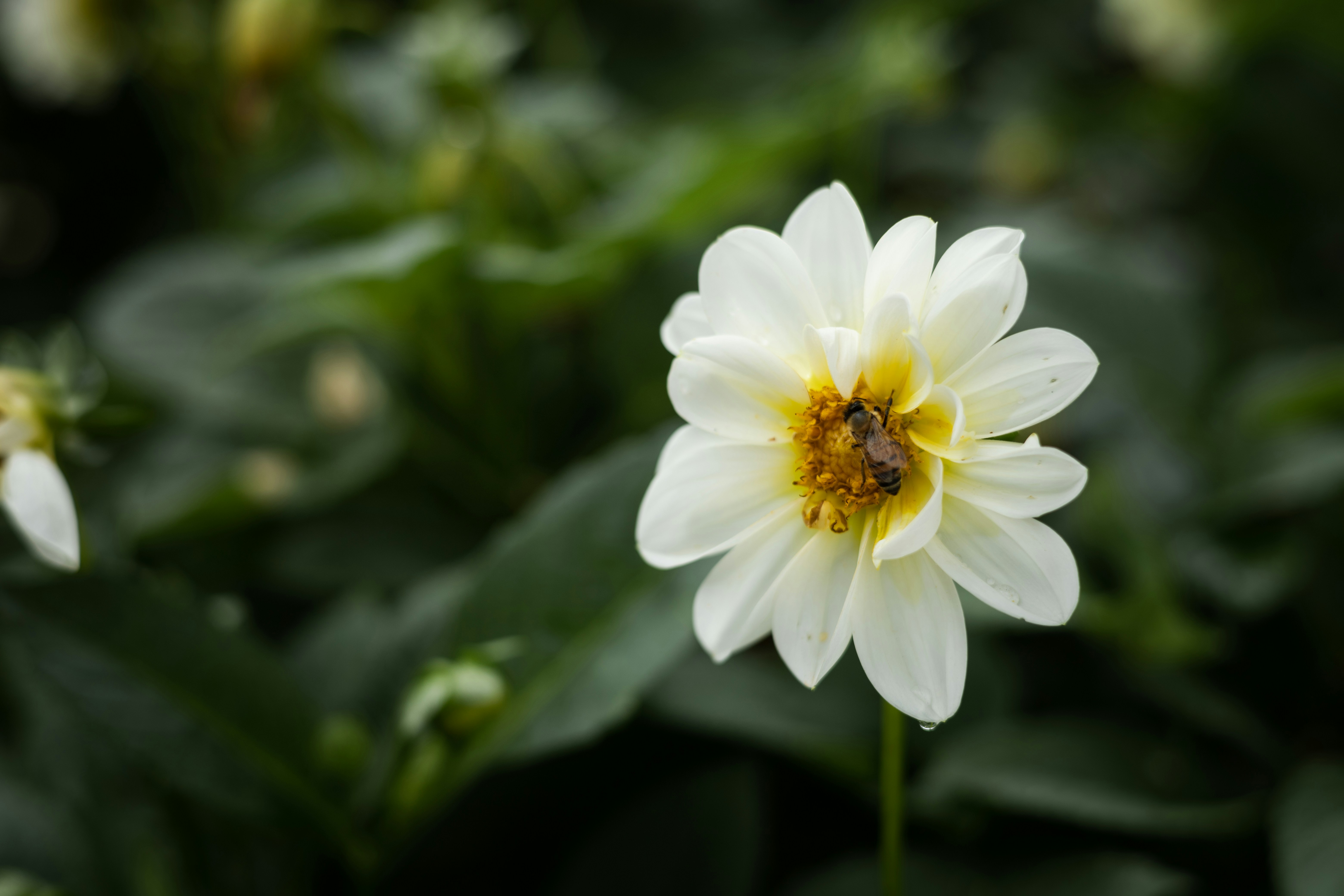 Photo by rrodriguesim