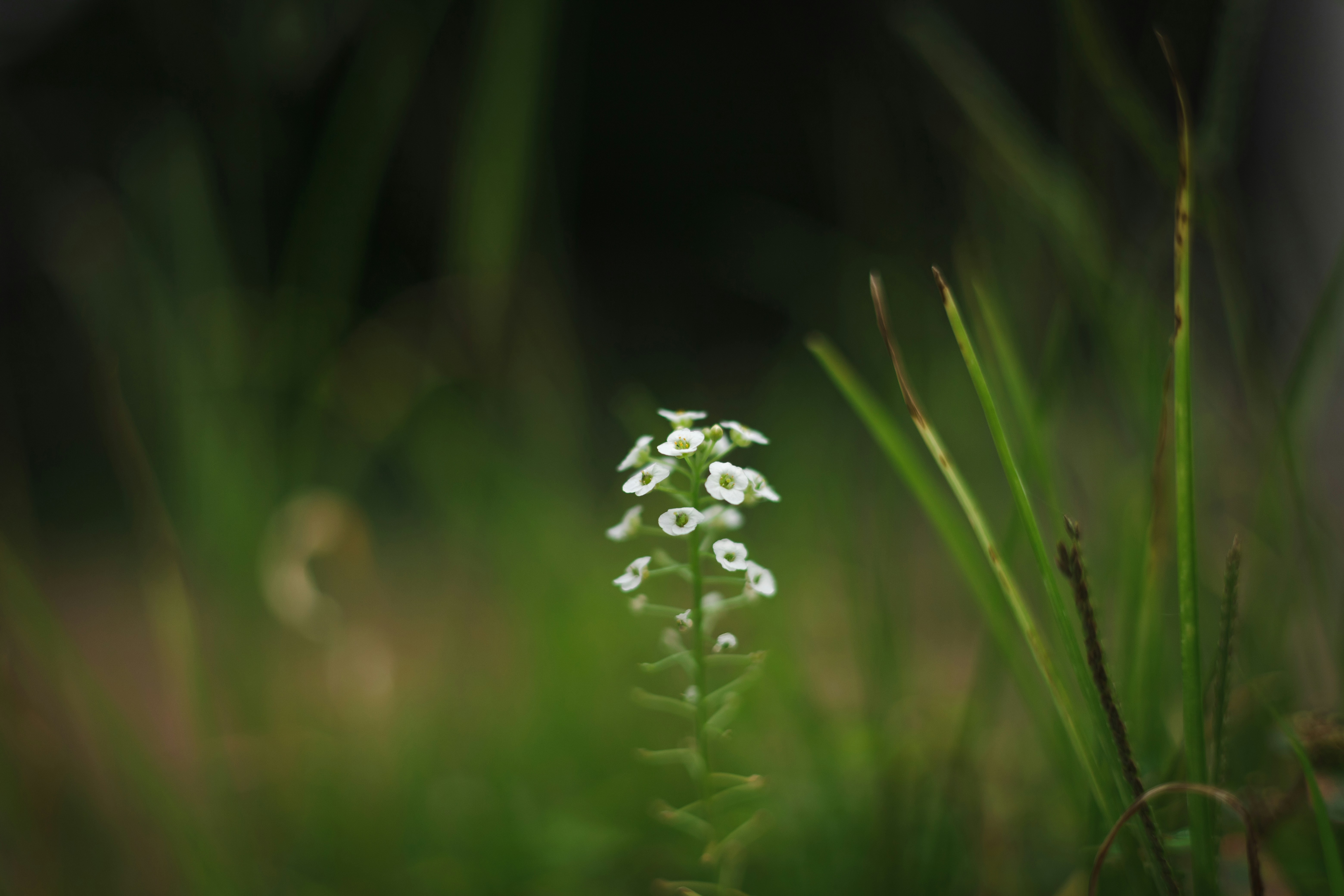 Photo by rrodriguesim