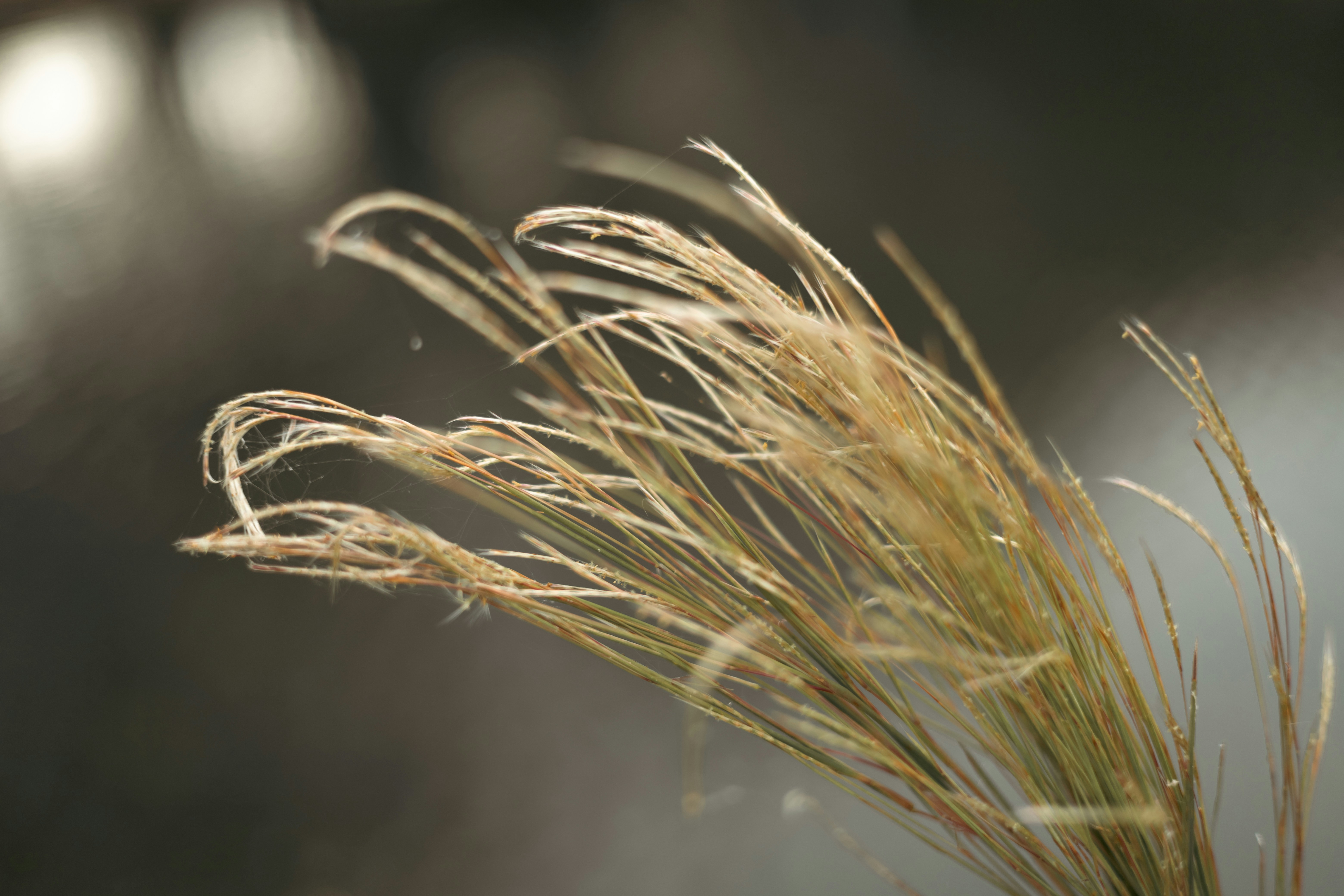 Photo by rrodriguesim