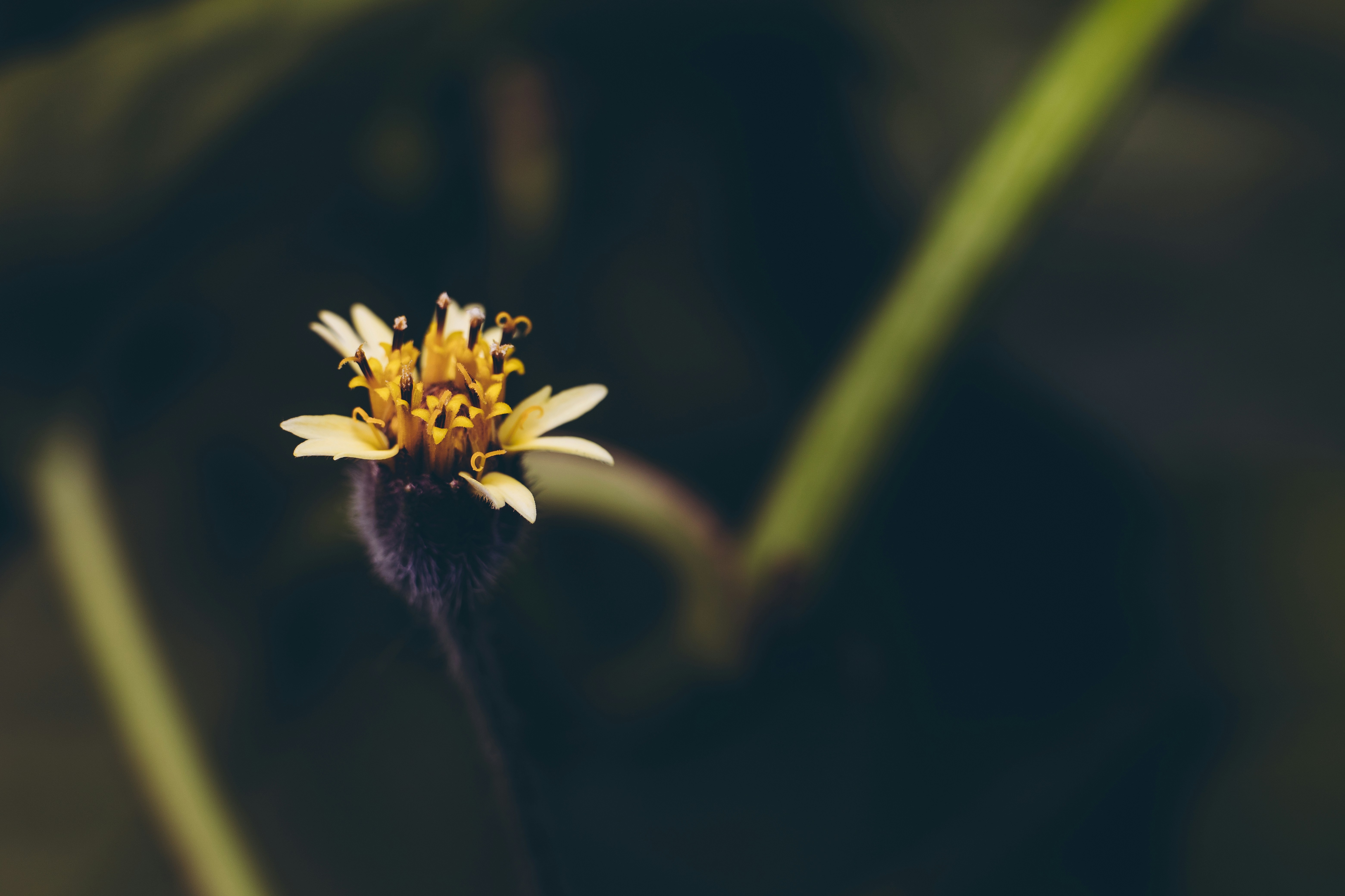 Photo by rrodriguesim