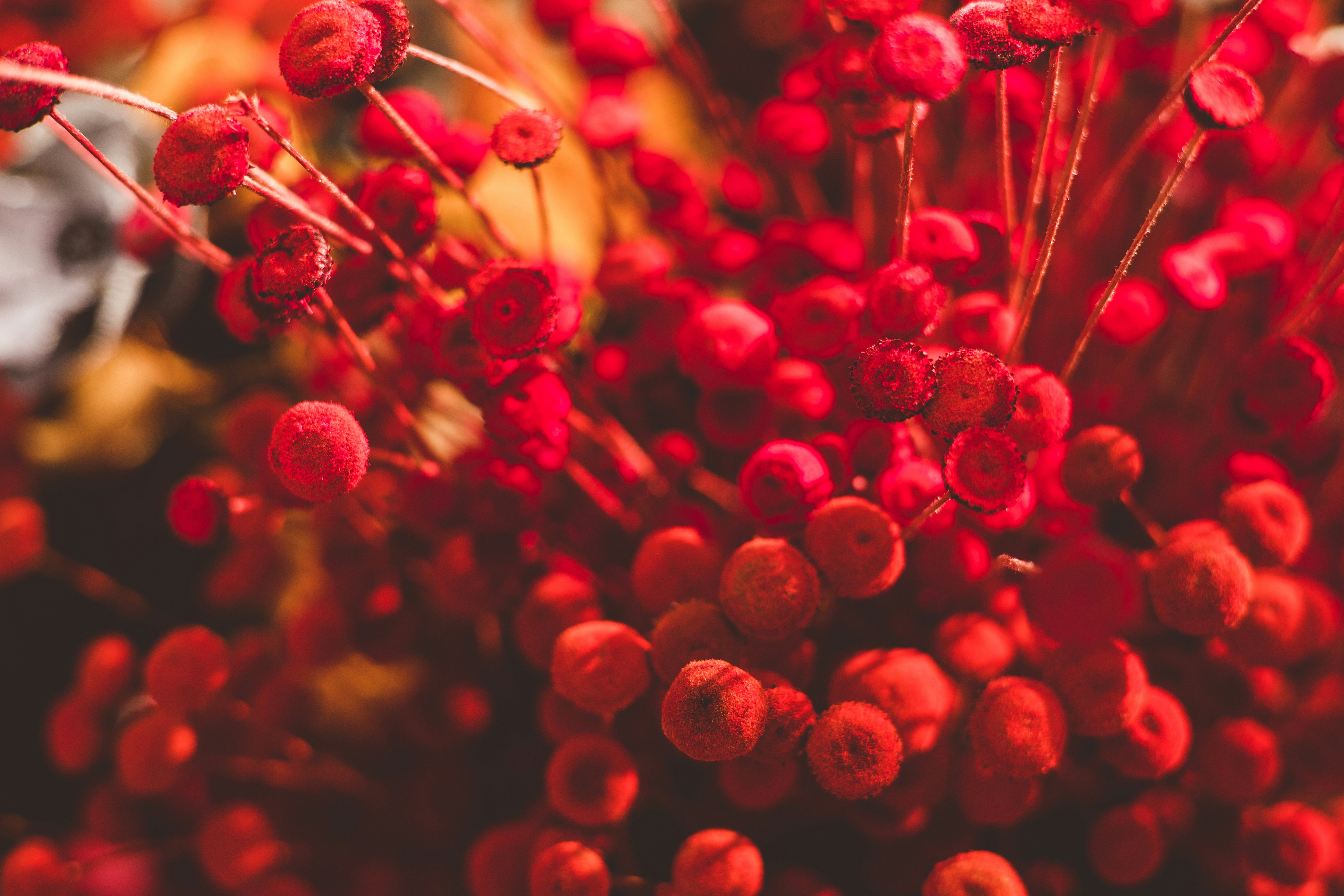 Photo by rrodriguesim