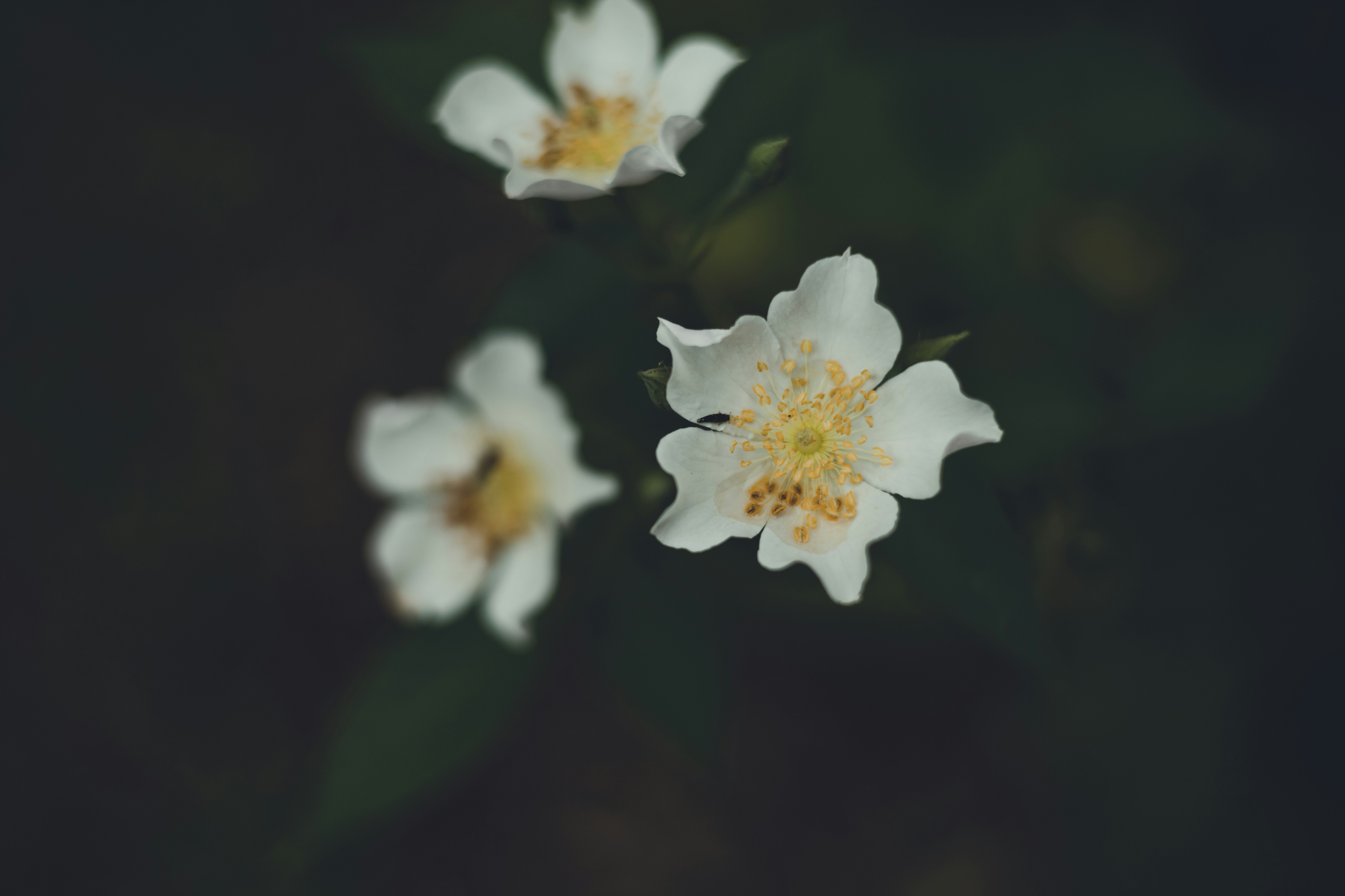 Photo by rrodriguesim