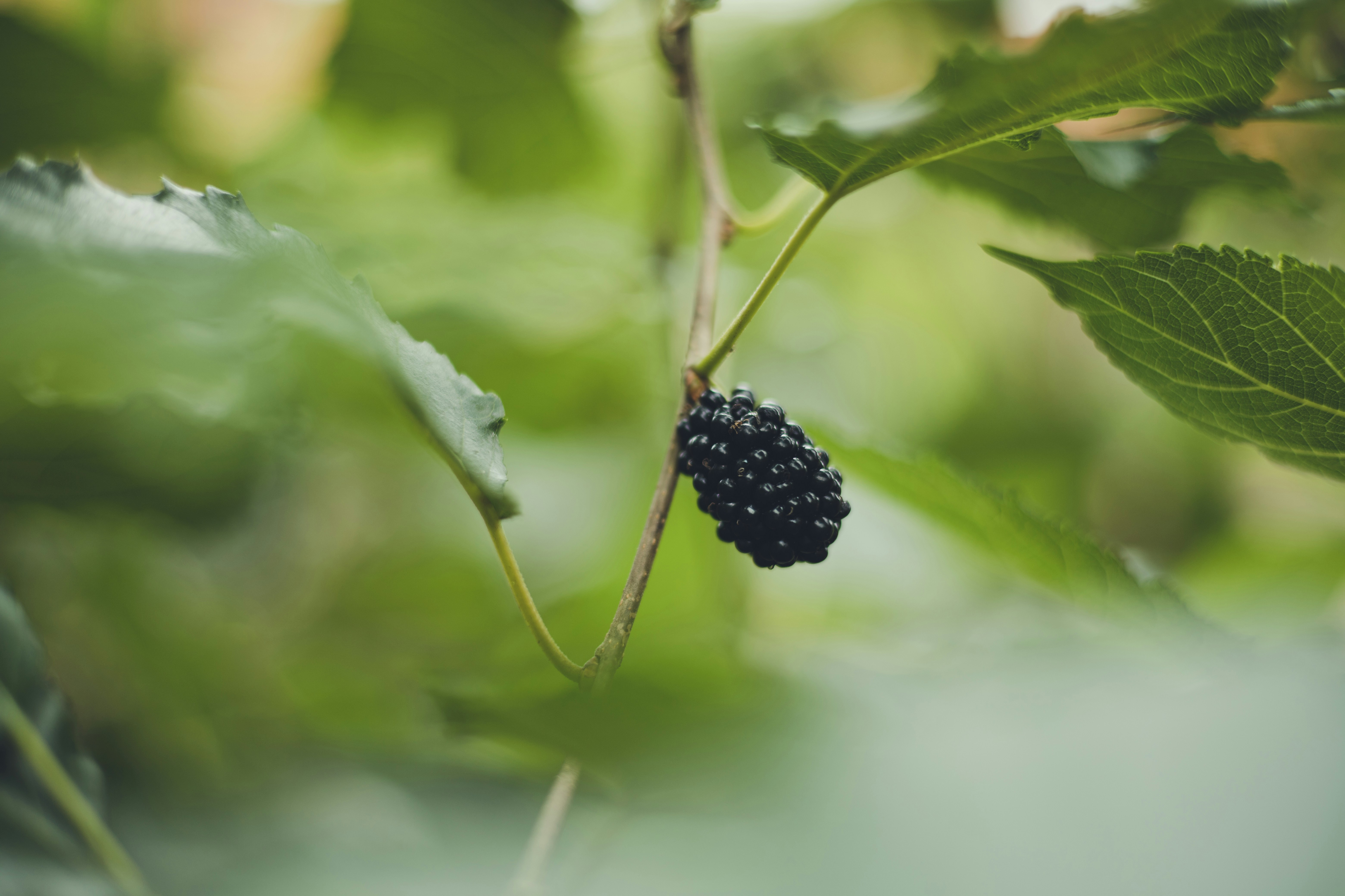 Photo by rrodriguesim