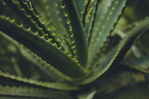 Soothing Aloe Gel
