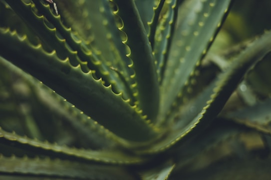 Close-up view of an aloe vera plant with its thick, fleshy leaves and serrated edges. The surface is smooth with a bluish-green hue, and the leaves appear to radiate from the center of the plant.
