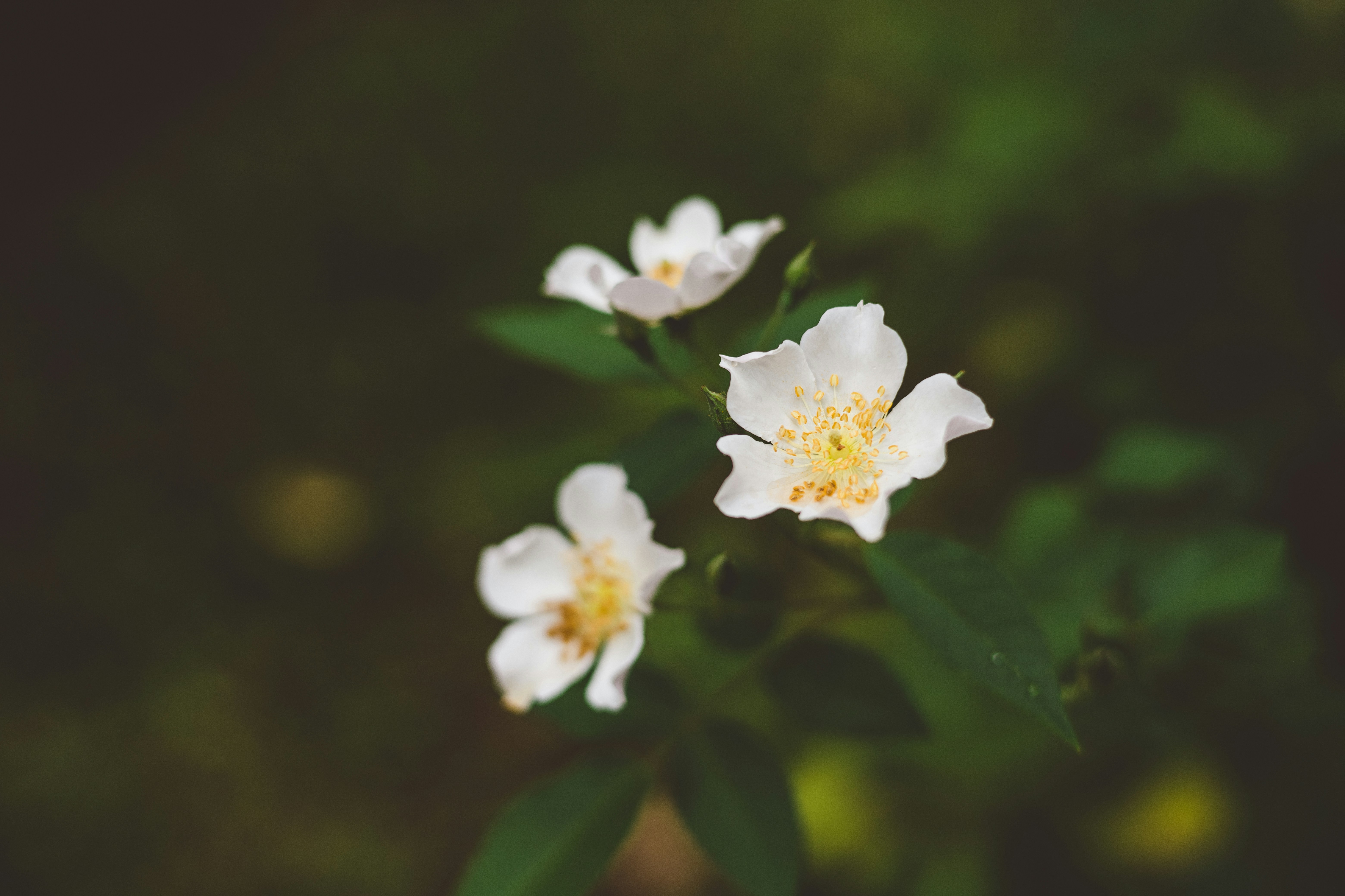 Photo by rrodriguesim