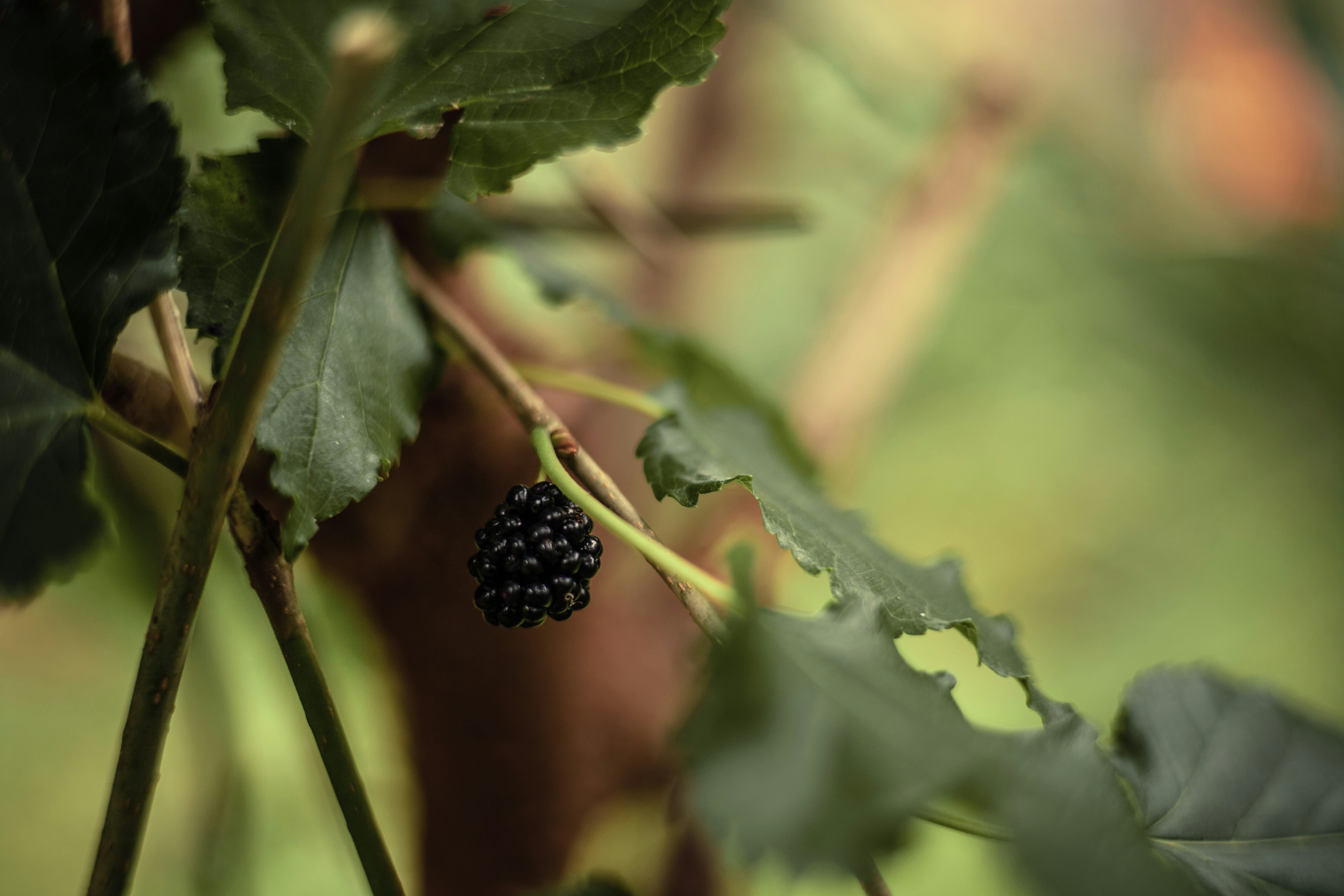 Photo by rrodriguesim