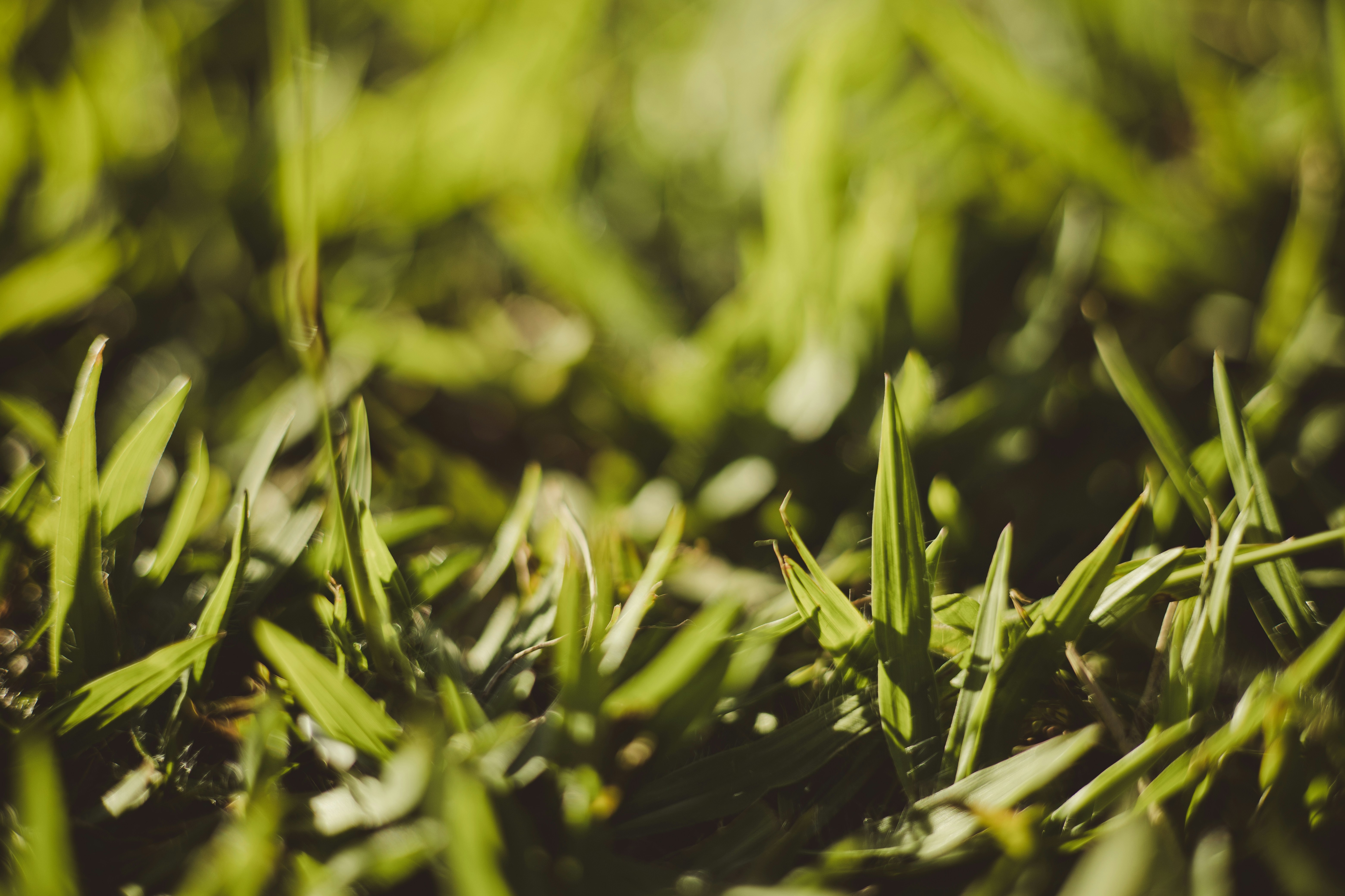 Photo by rrodriguesim