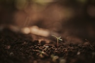 A small green seedling sprouting from dark, rich soil is illuminated by soft, natural light, creating a serene and hopeful atmosphere. The background is blurred, emphasizing the new plant's delicate leaves and stem.