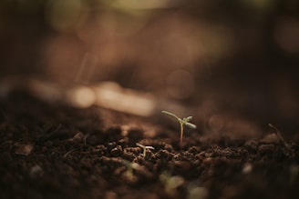A tiny seed sprouting vibrant green leaves under soft sunlight.