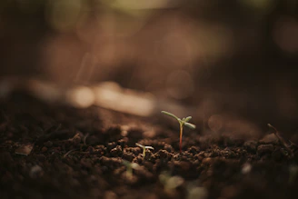 Close-up of a person holding a glowing seed sprouting into green leaves symbolizing personal growth.