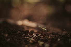 A small green seedling sprouting from dark, rich soil is illuminated by soft, natural light, creating a serene and hopeful atmosphere. The background is blurred, emphasizing the new plant's delicate leaves and stem.