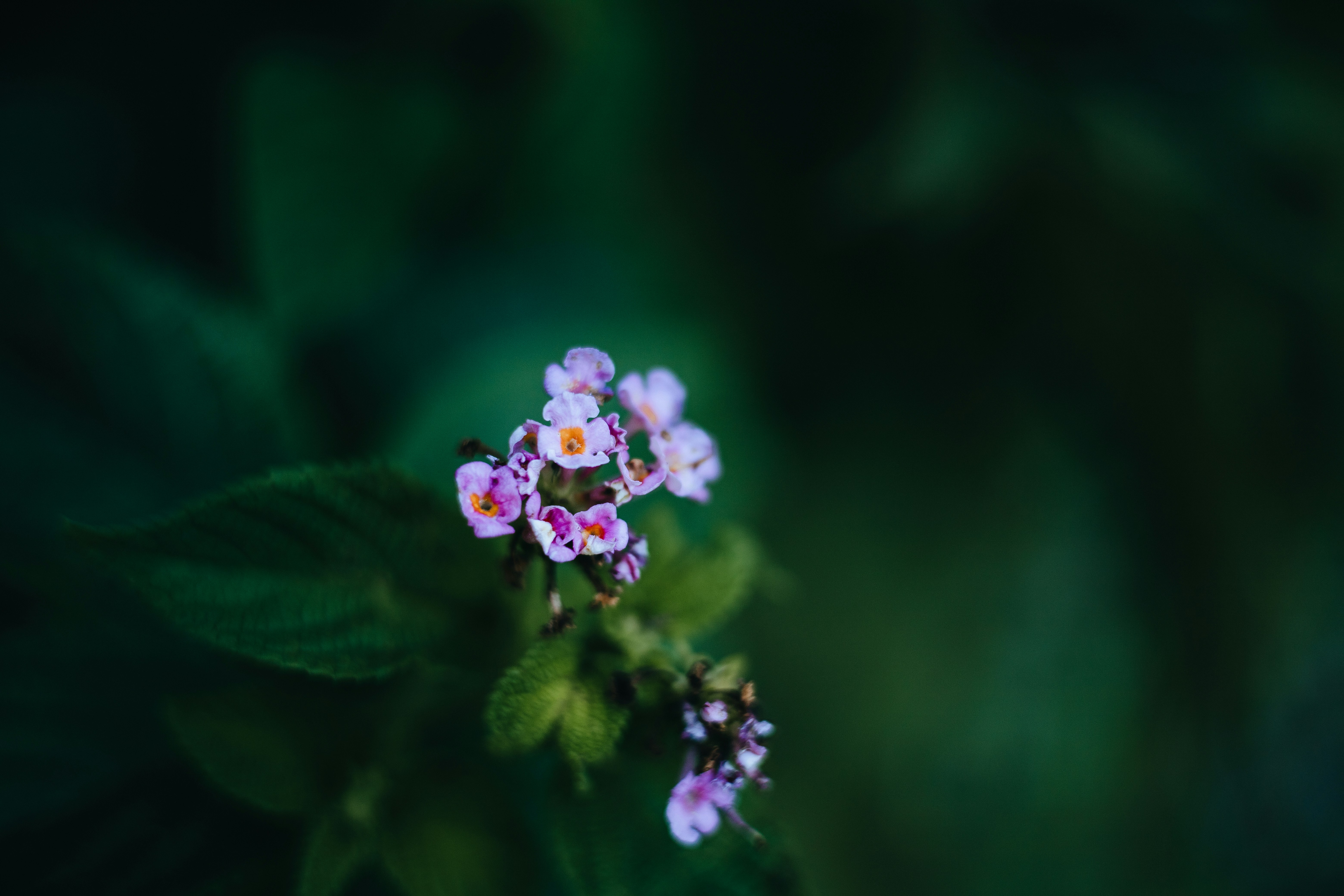 Photo by rrodriguesim