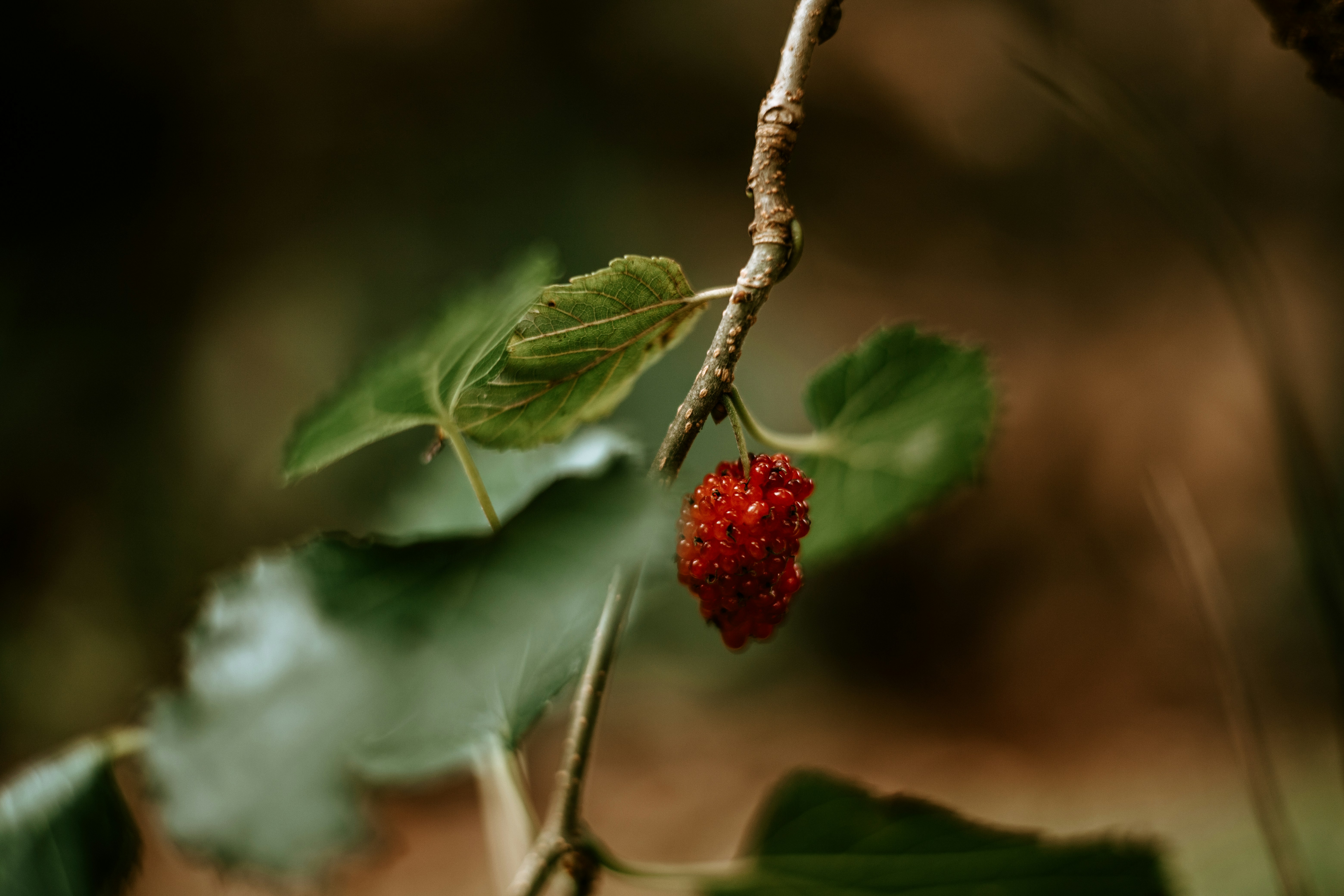 Photo by rrodriguesim