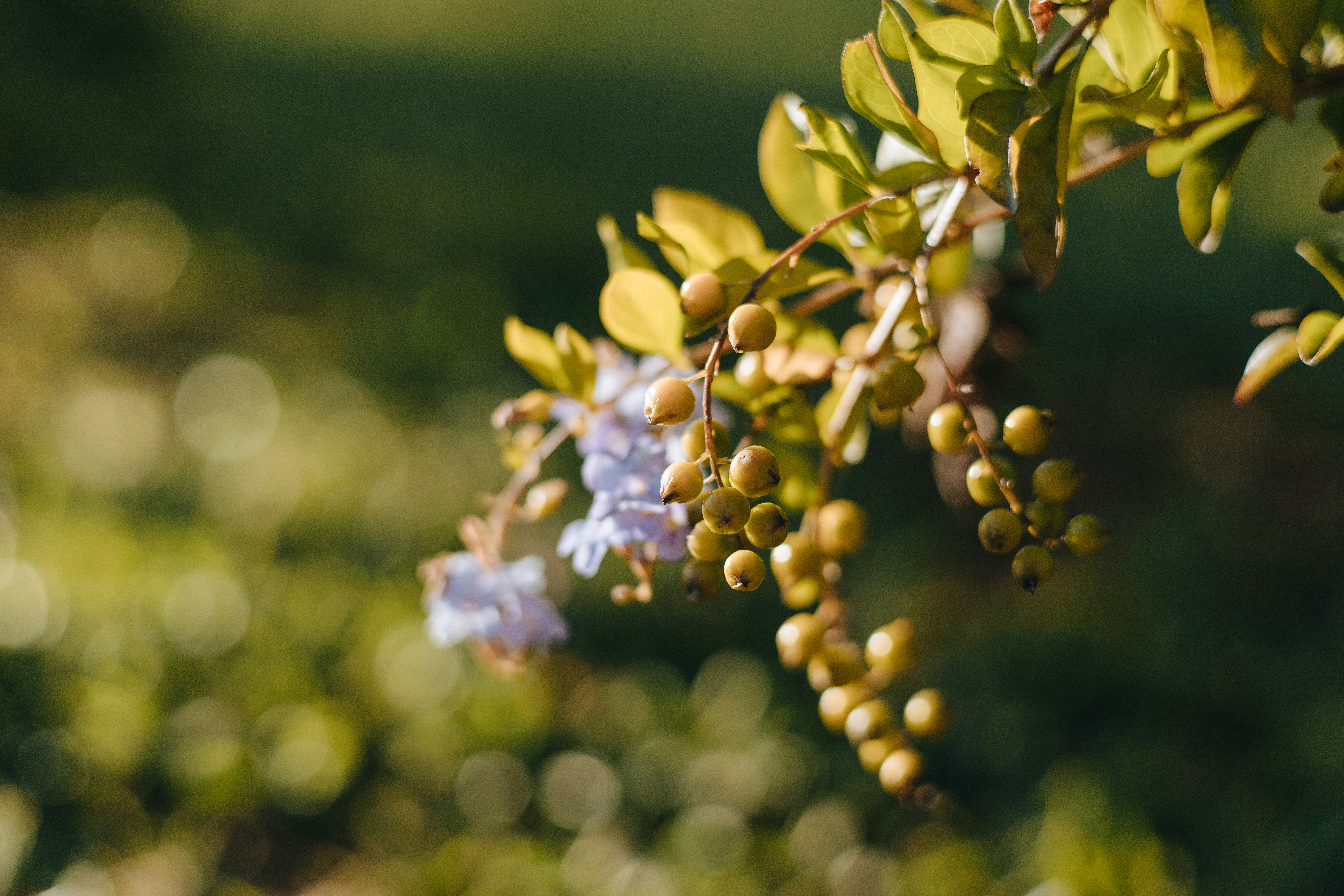 Photo by rrodriguesim