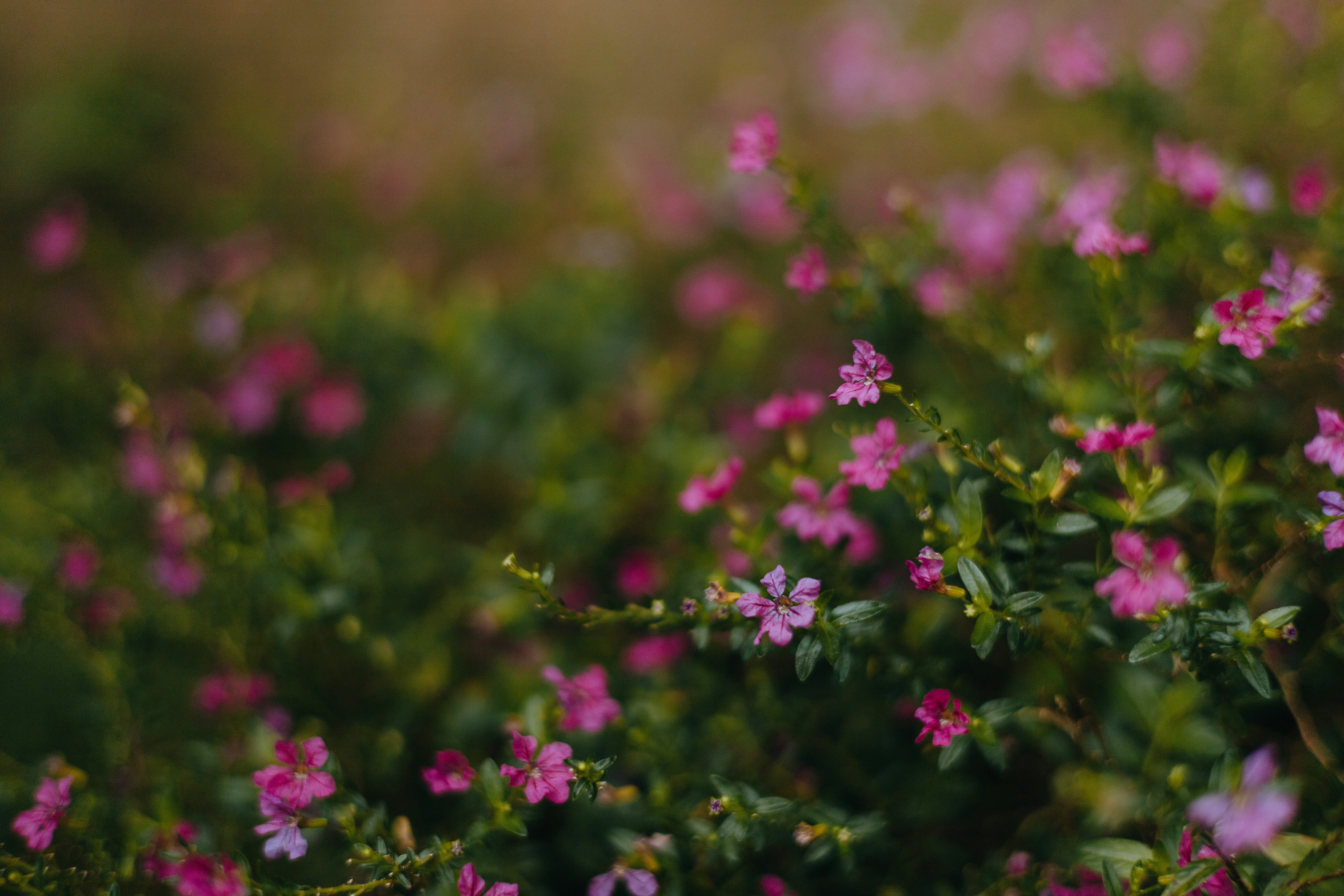 Photo by rrodriguesim