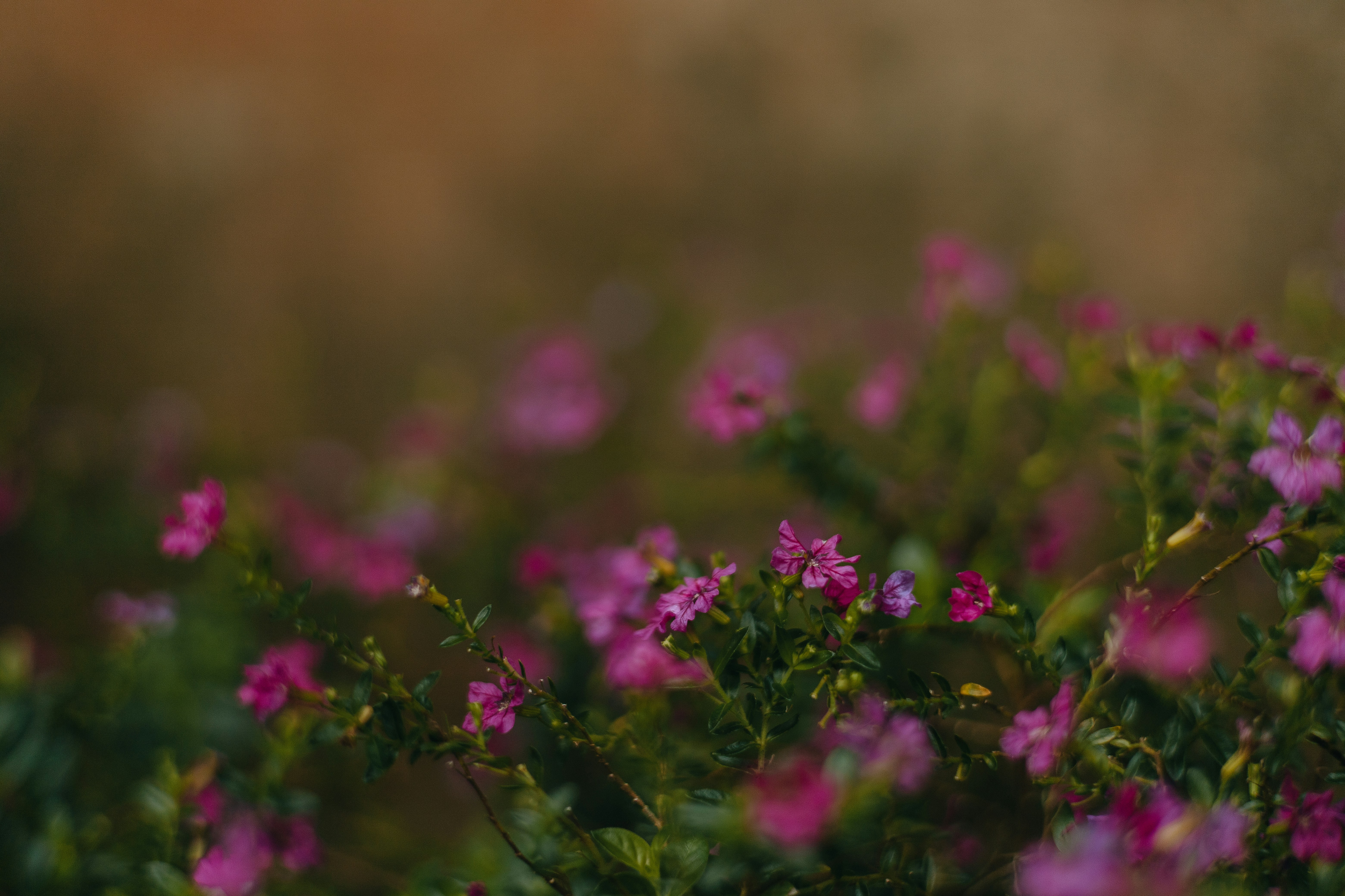 Photo by rrodriguesim