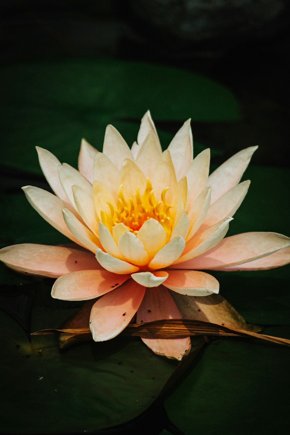 a white and yellow water lily floating on top of a pond