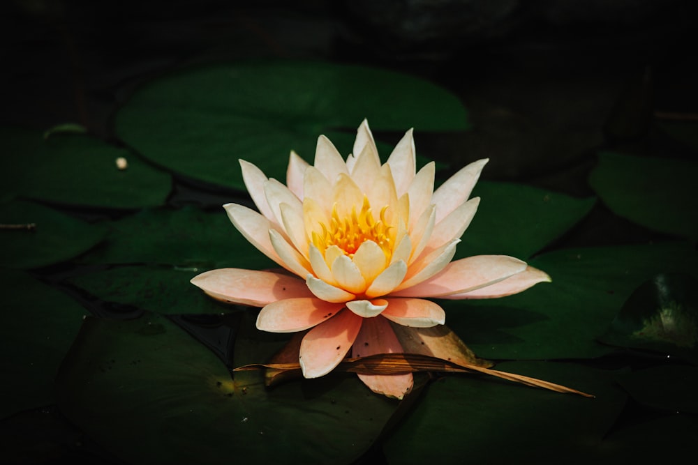 a white and yellow water lily in a pond