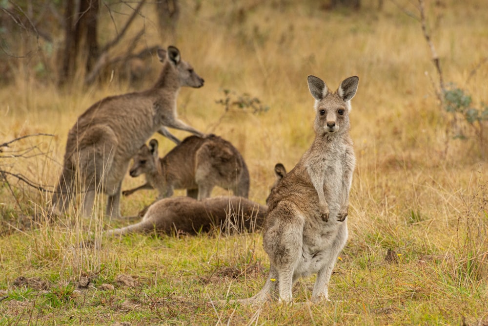a group of kangaroos in a grassy field