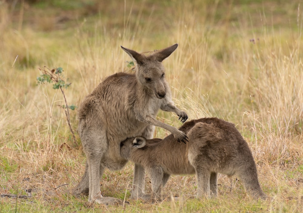 uma mãe canguru e seu bebê em um campo