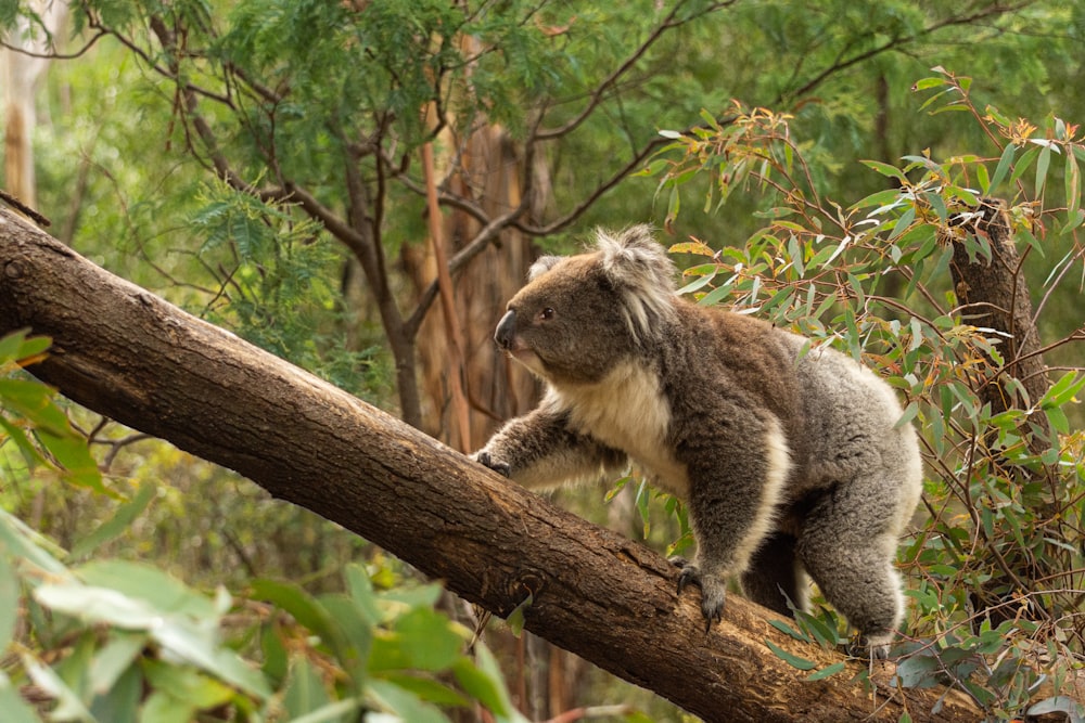 a koala climbing a tree branch in a forest