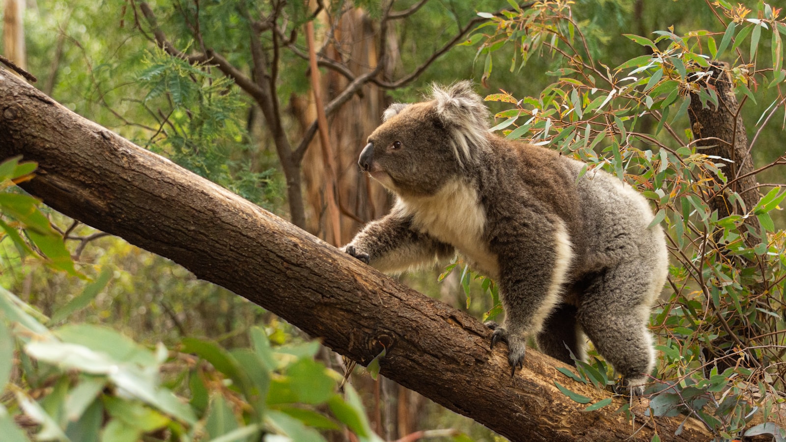 Koala Cooling Announces Leadership Transition thumbnail