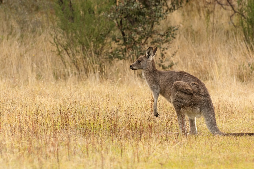 a kangaroo standing in a field of dry grass