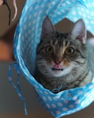 A cat with wide eyes and a playful expression, sticking its tongue out, is nestled inside a blue polka-dotted fabric. The fabric surrounds the cat like a tunnel, creating an amusing scene.