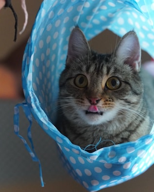 A cat with wide eyes and a playful expression, sticking its tongue out, is nestled inside a blue polka-dotted fabric. The fabric surrounds the cat like a tunnel, creating an amusing scene.