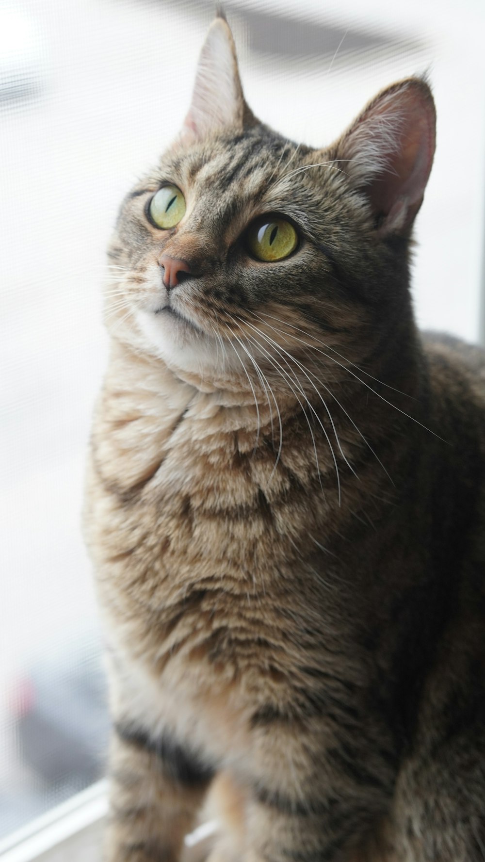 a close up of a cat sitting on a window sill