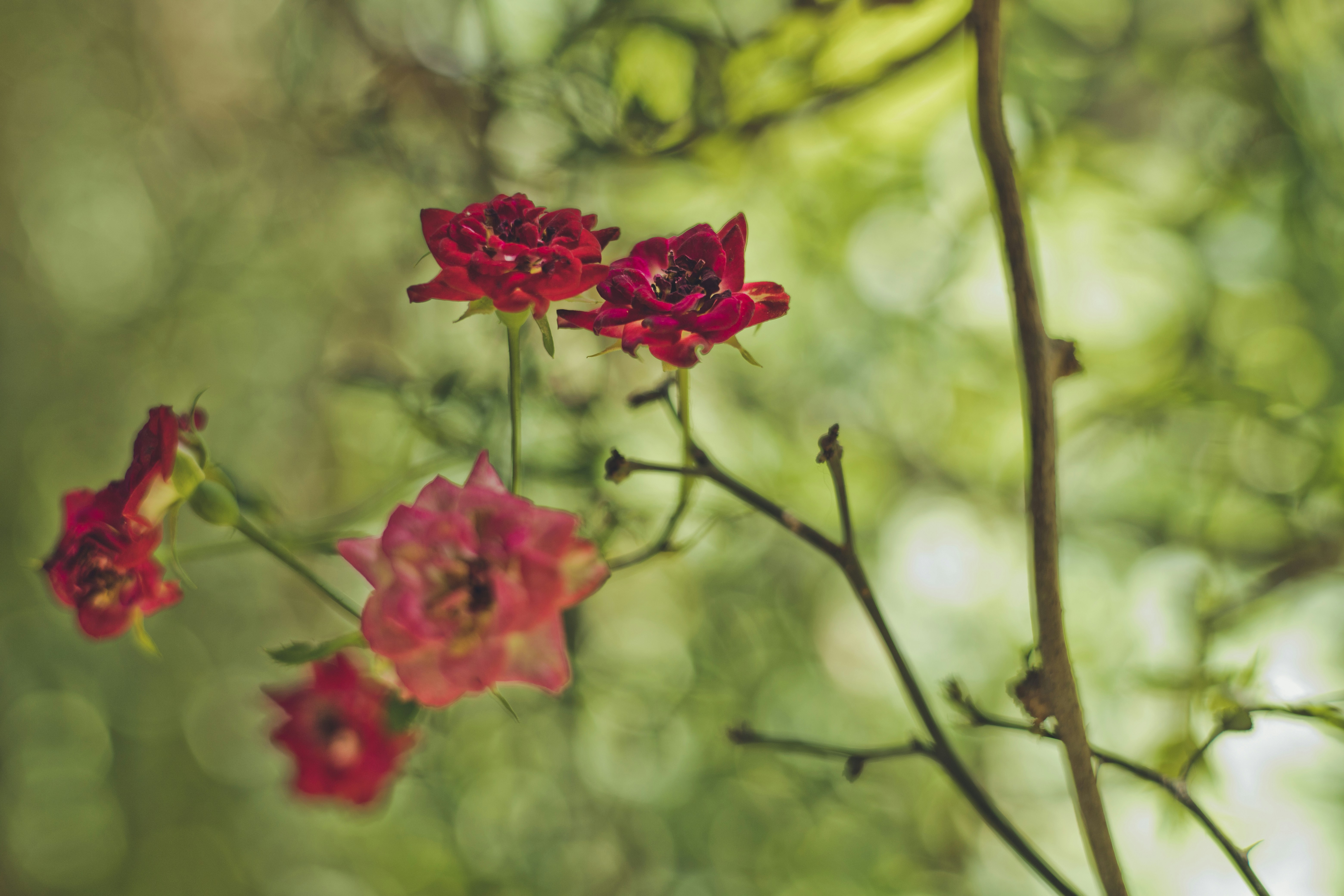 Photo by rrodriguesim