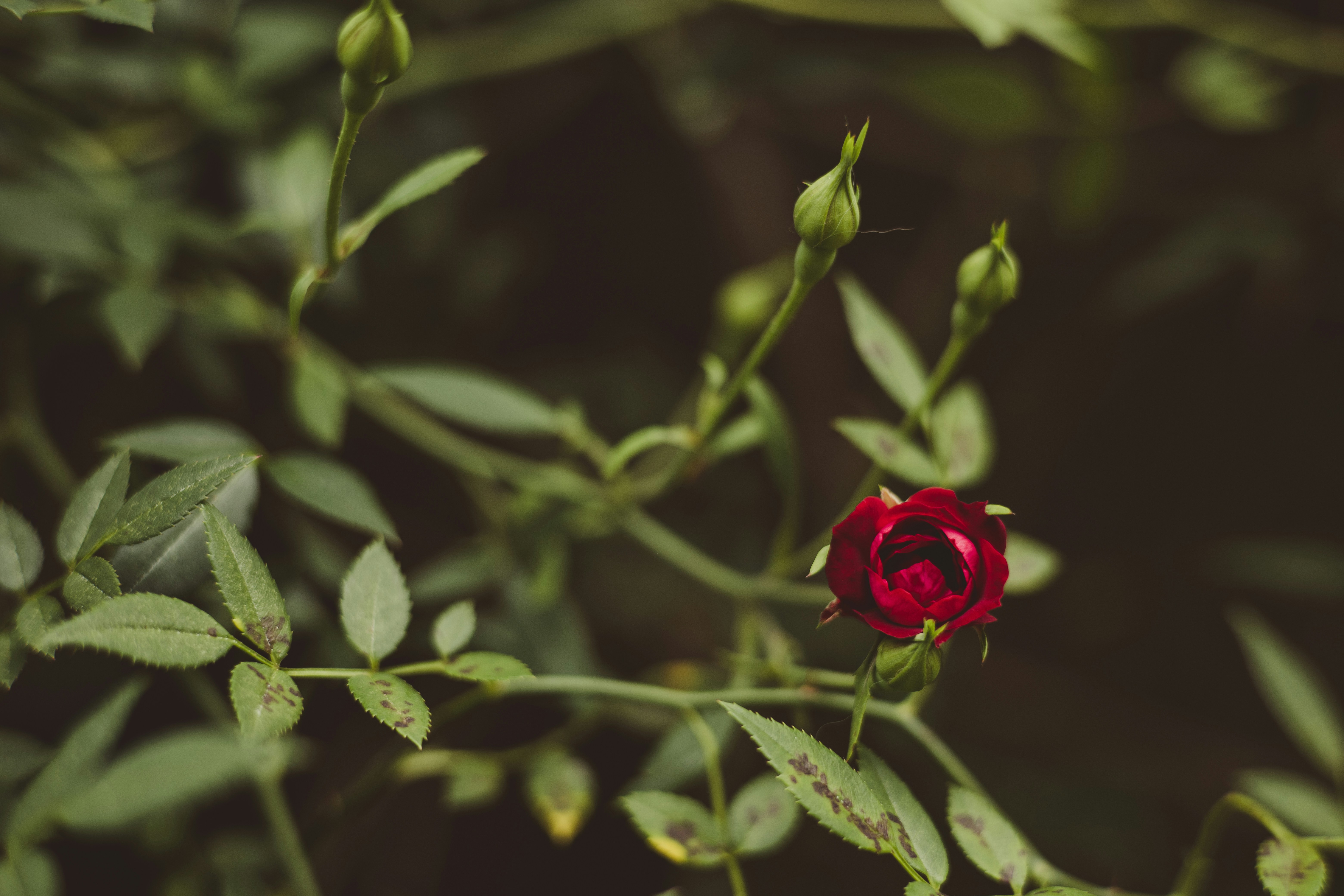 Photo by rrodriguesim