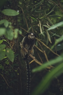 A small primate is perched on a tree branch surrounded by dense green foliage. The animal has a long, bushy tail and dark fur with lighter markings around its face. The background shows a lush forest environment, giving a natural and wild atmosphere.